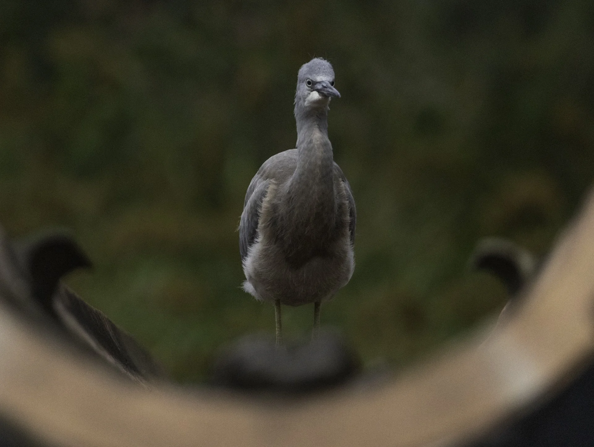 Heron 1_Katharine Rogers.jpg