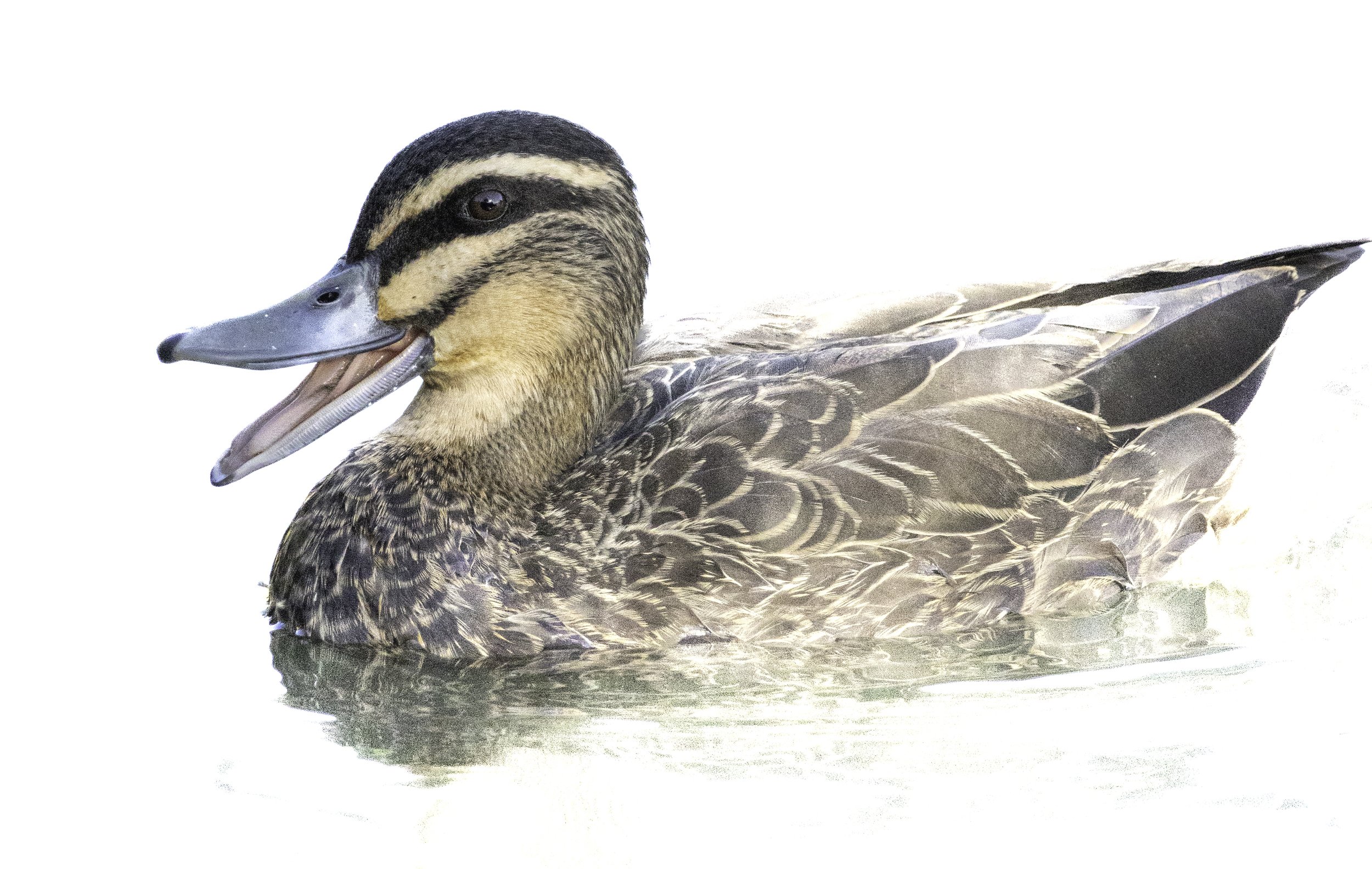 Pacific Black Duck on White mouth open.jpg