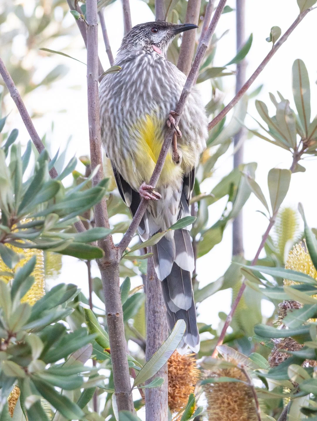 Red Wattle Bird