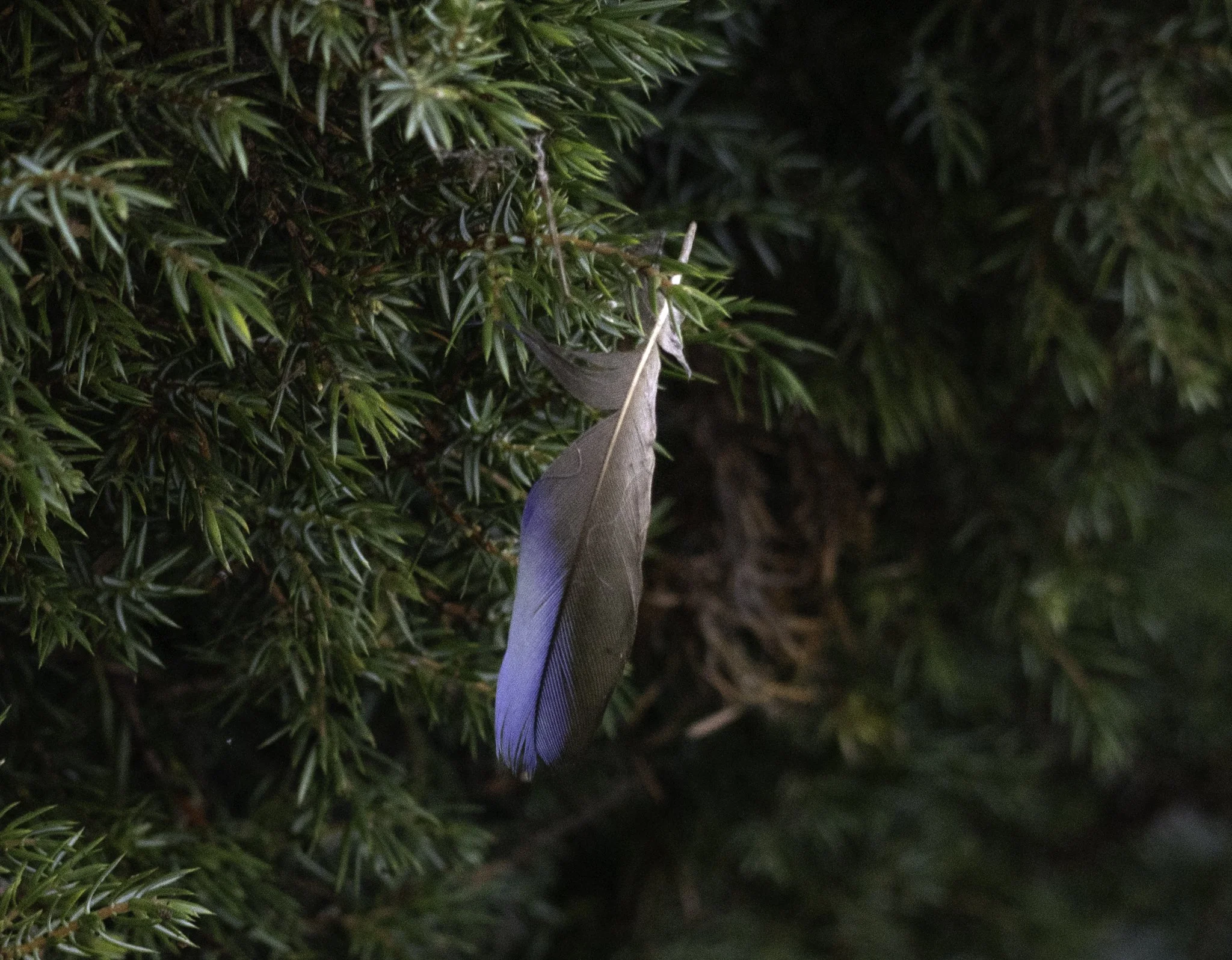 Feather on branch.jpg