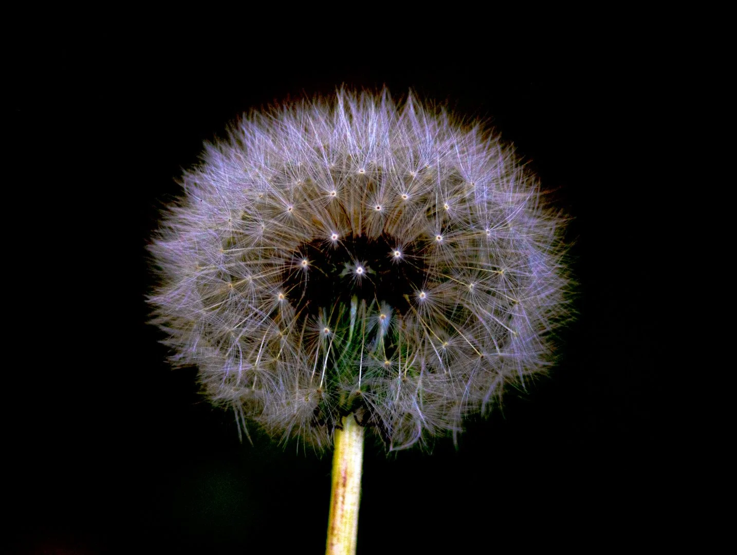 party wishes.jpg