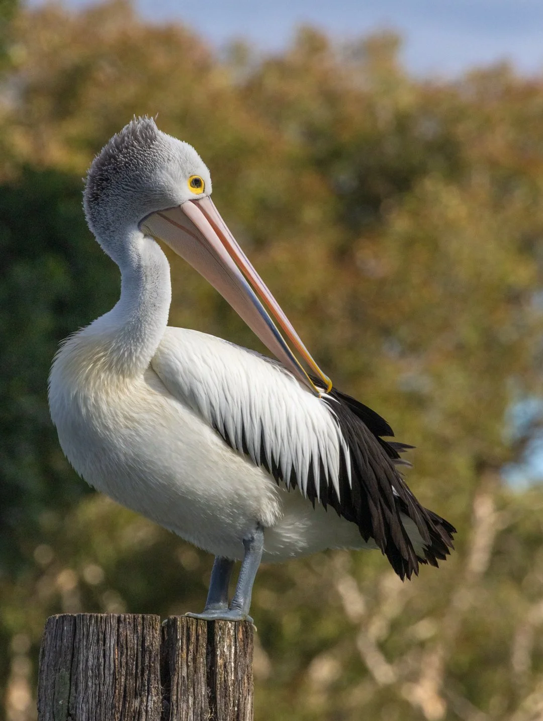 Pelican_2026_1_Katharine Rogers.jpg