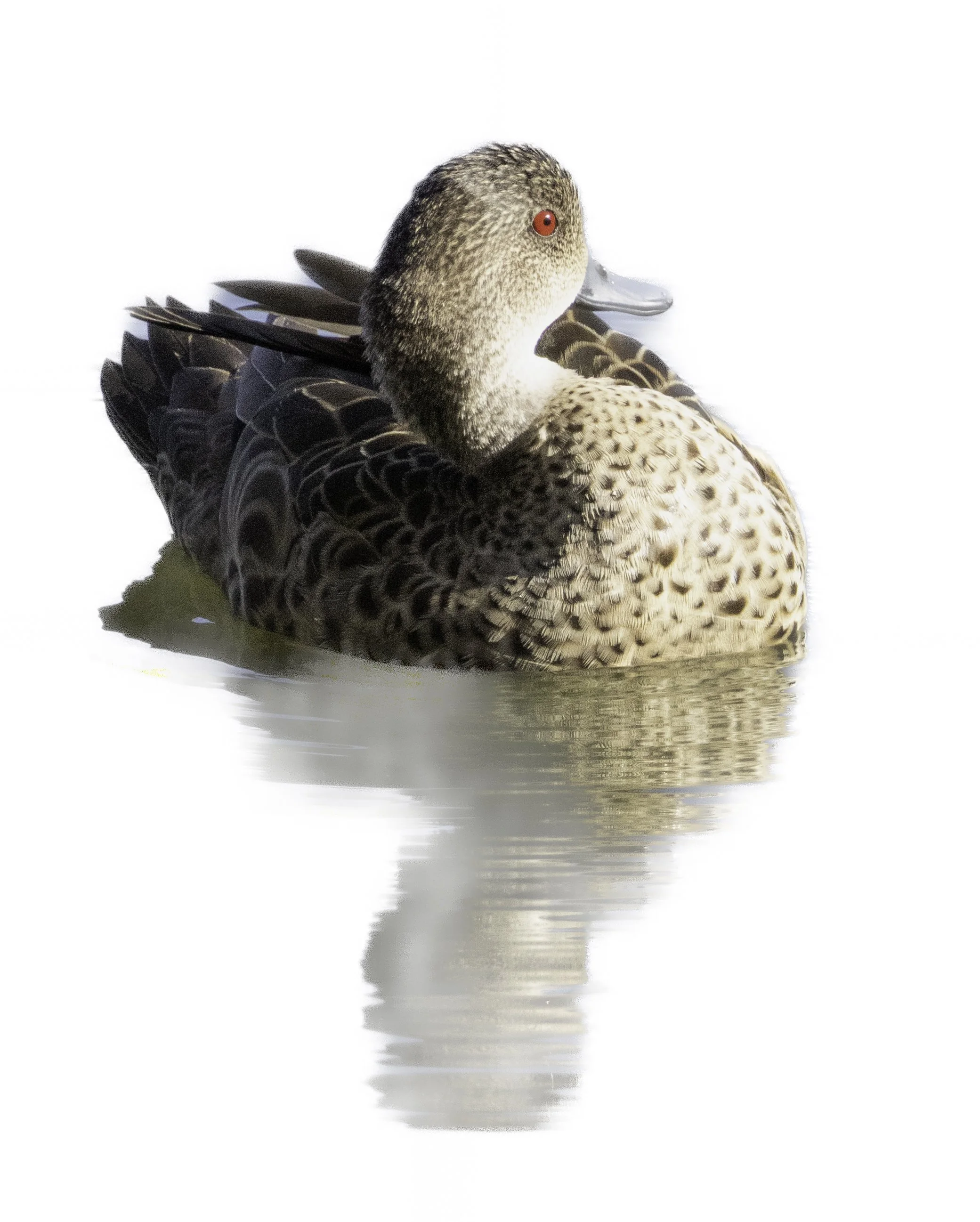 Red Eyed Duck floating on white.jpg