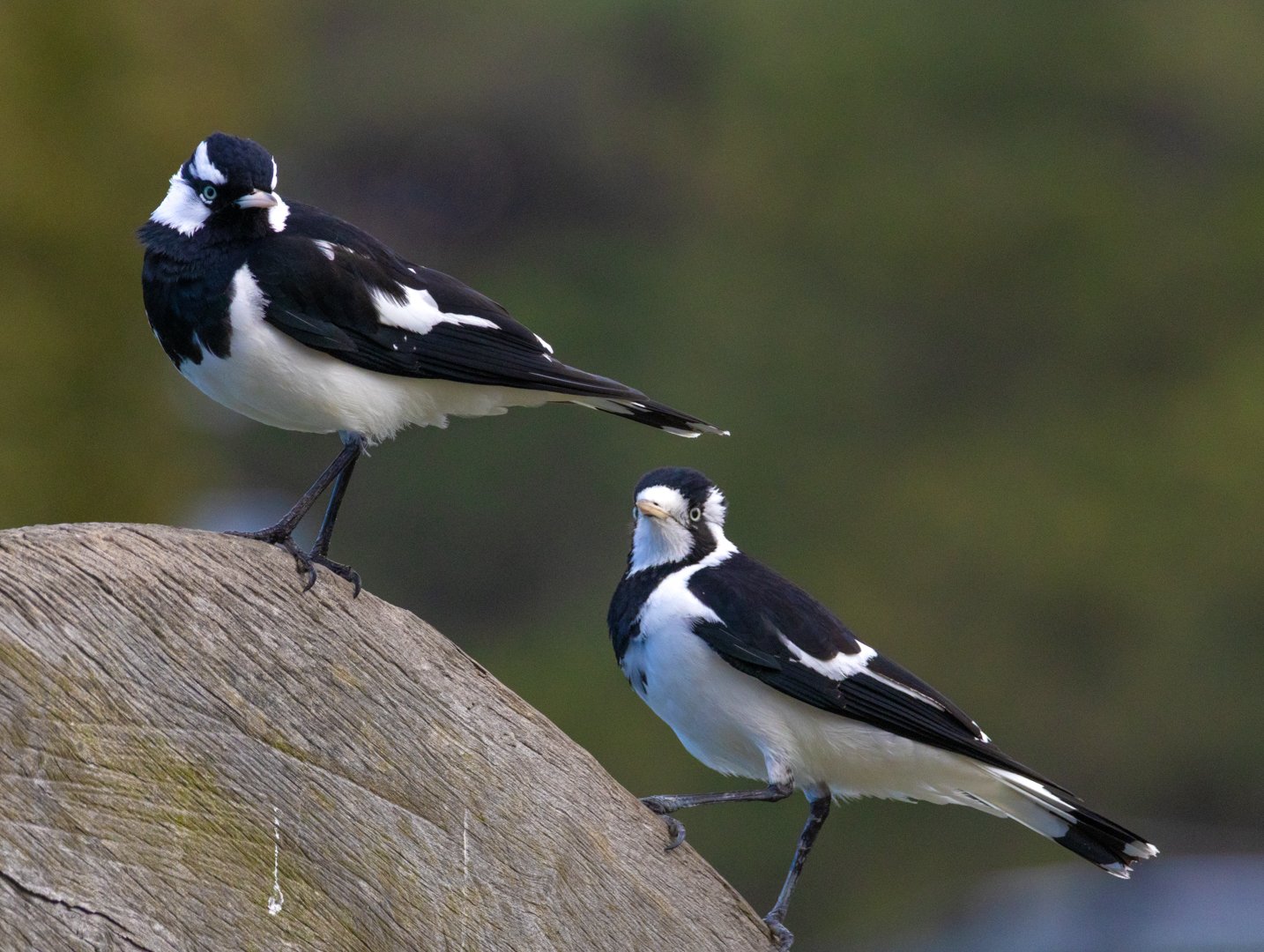 Magpie Larks.jpg