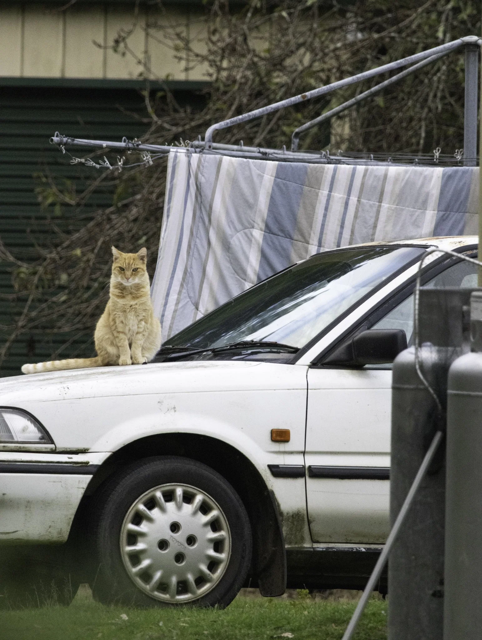 Ginger cat on car.jpg