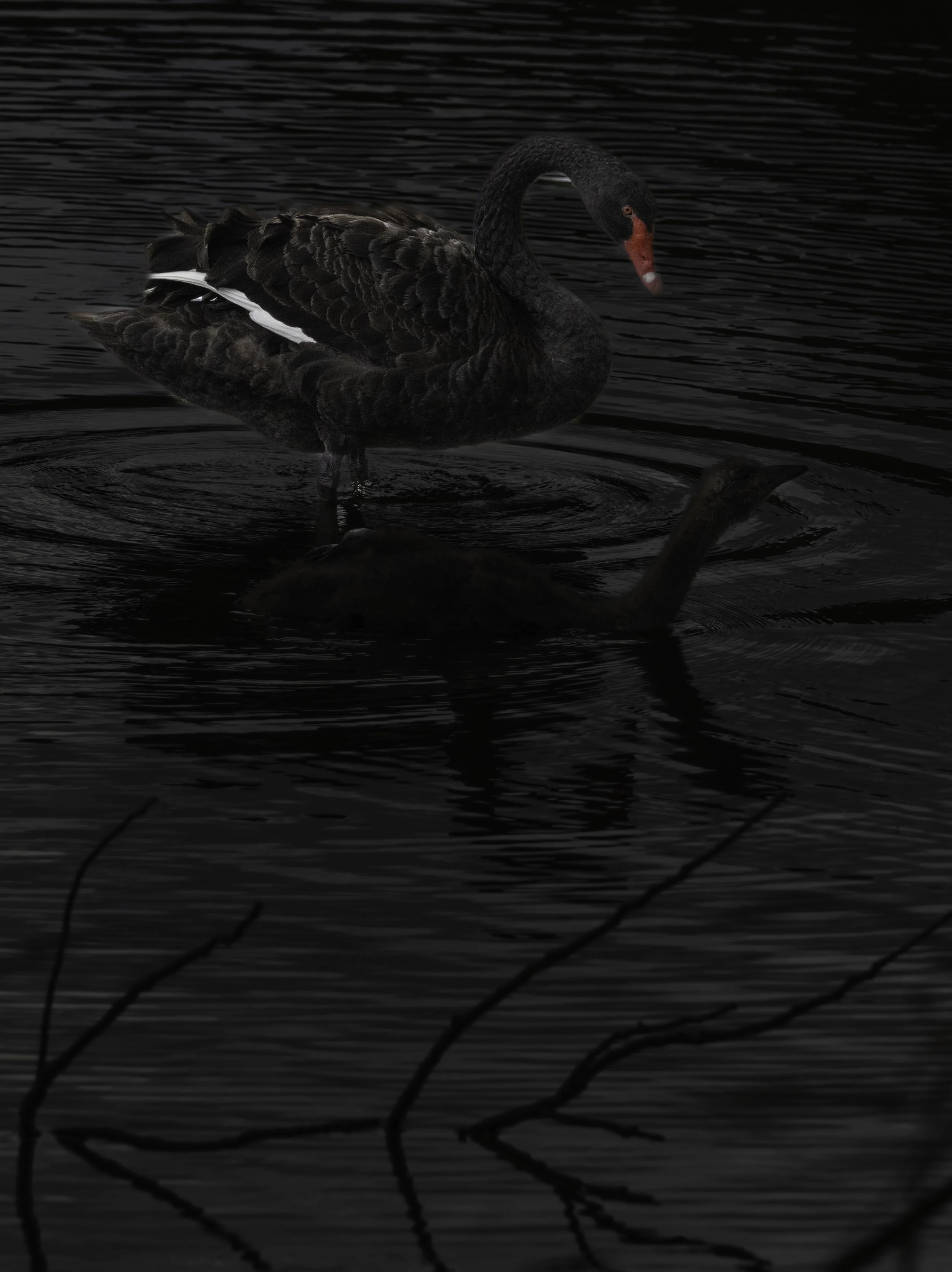 black swan experimental.jpg