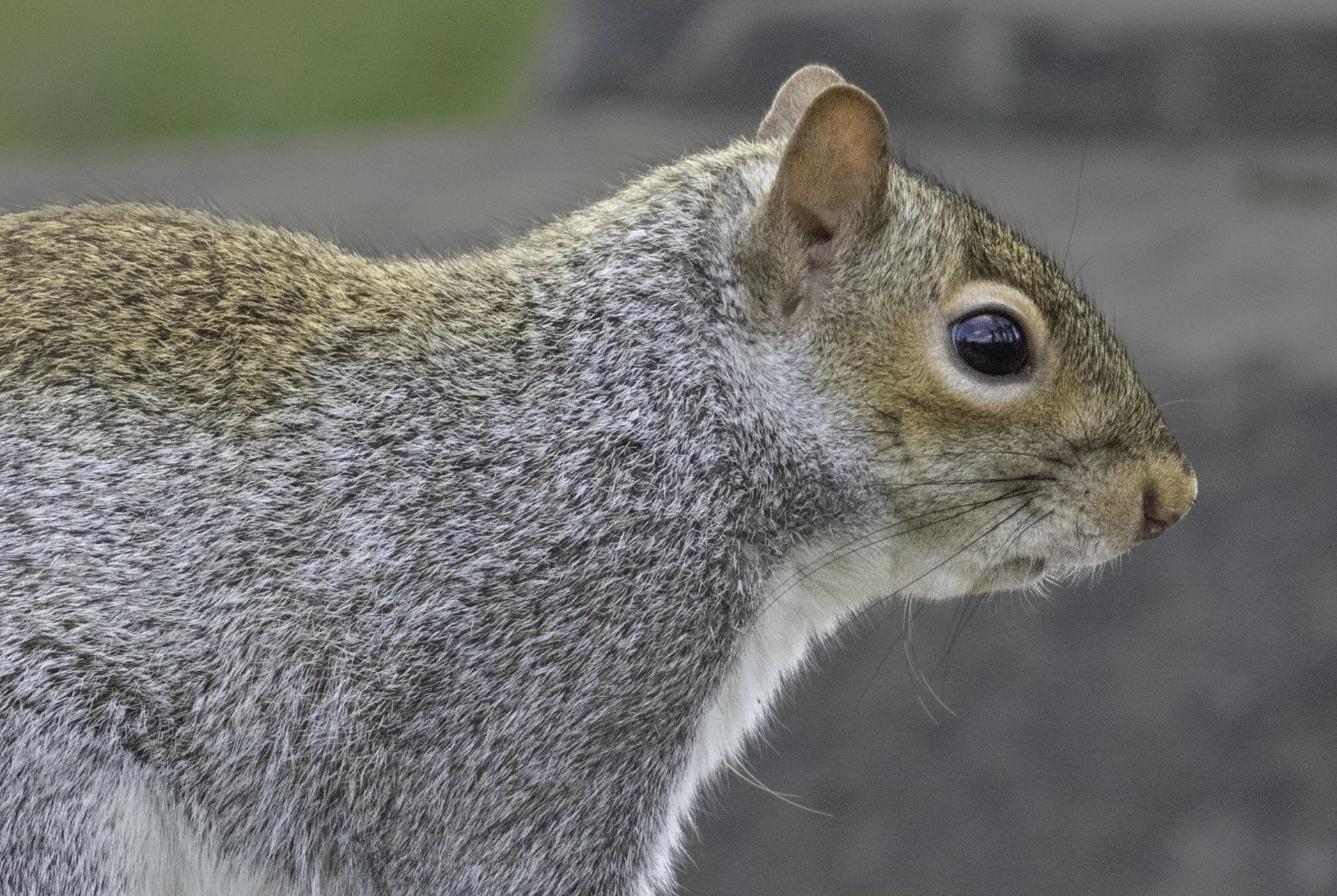 Squirrel.jpg