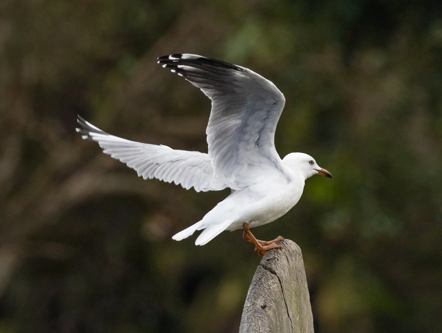 Seagull.jpg