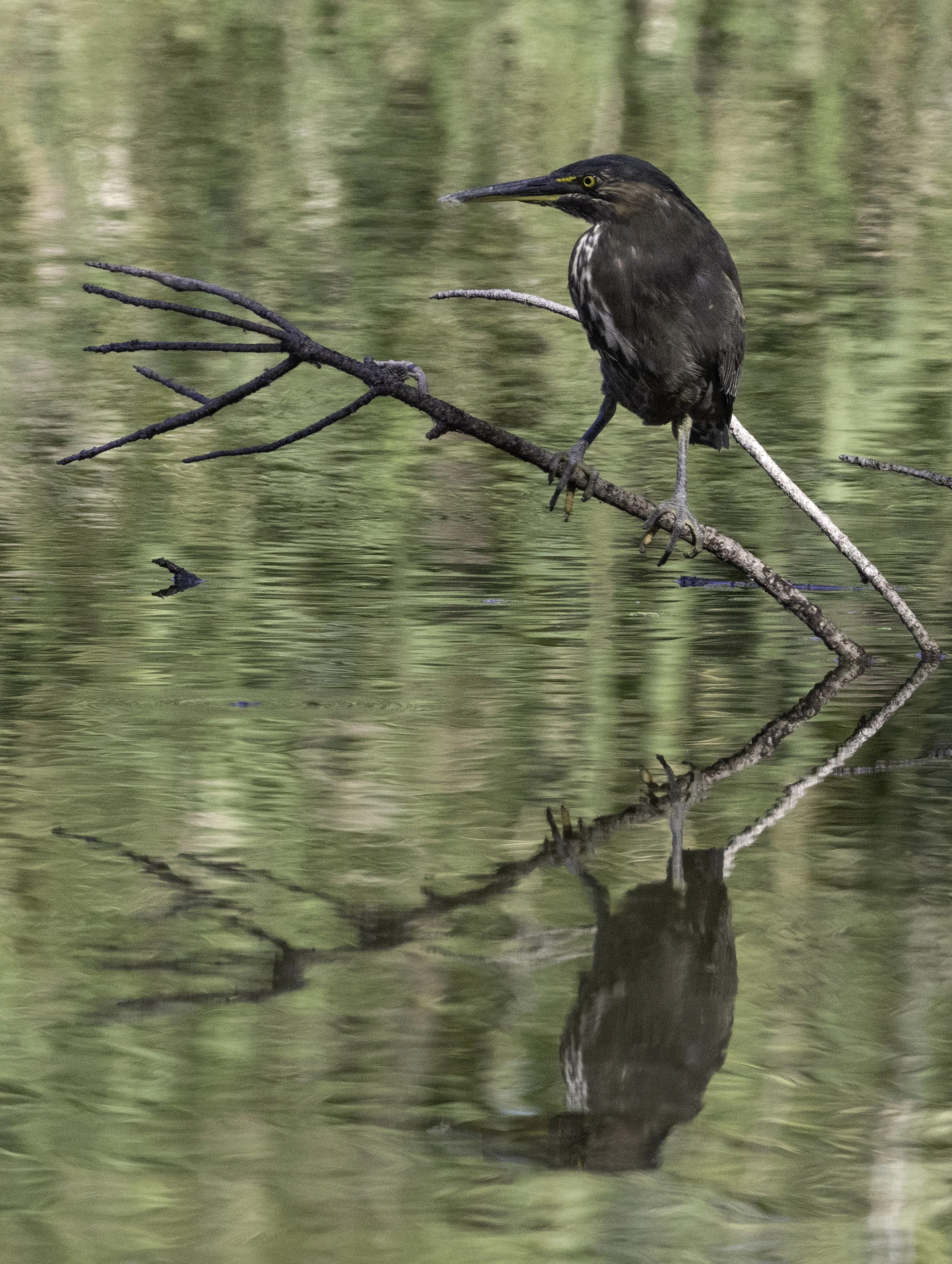 Heron water.jpg