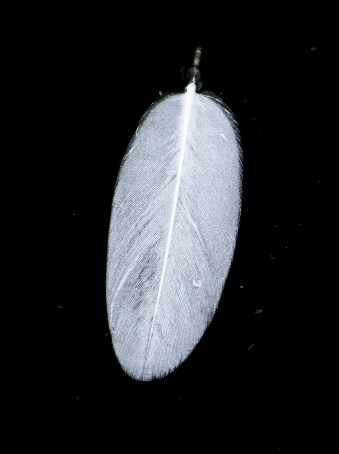 feather black and white.jpg