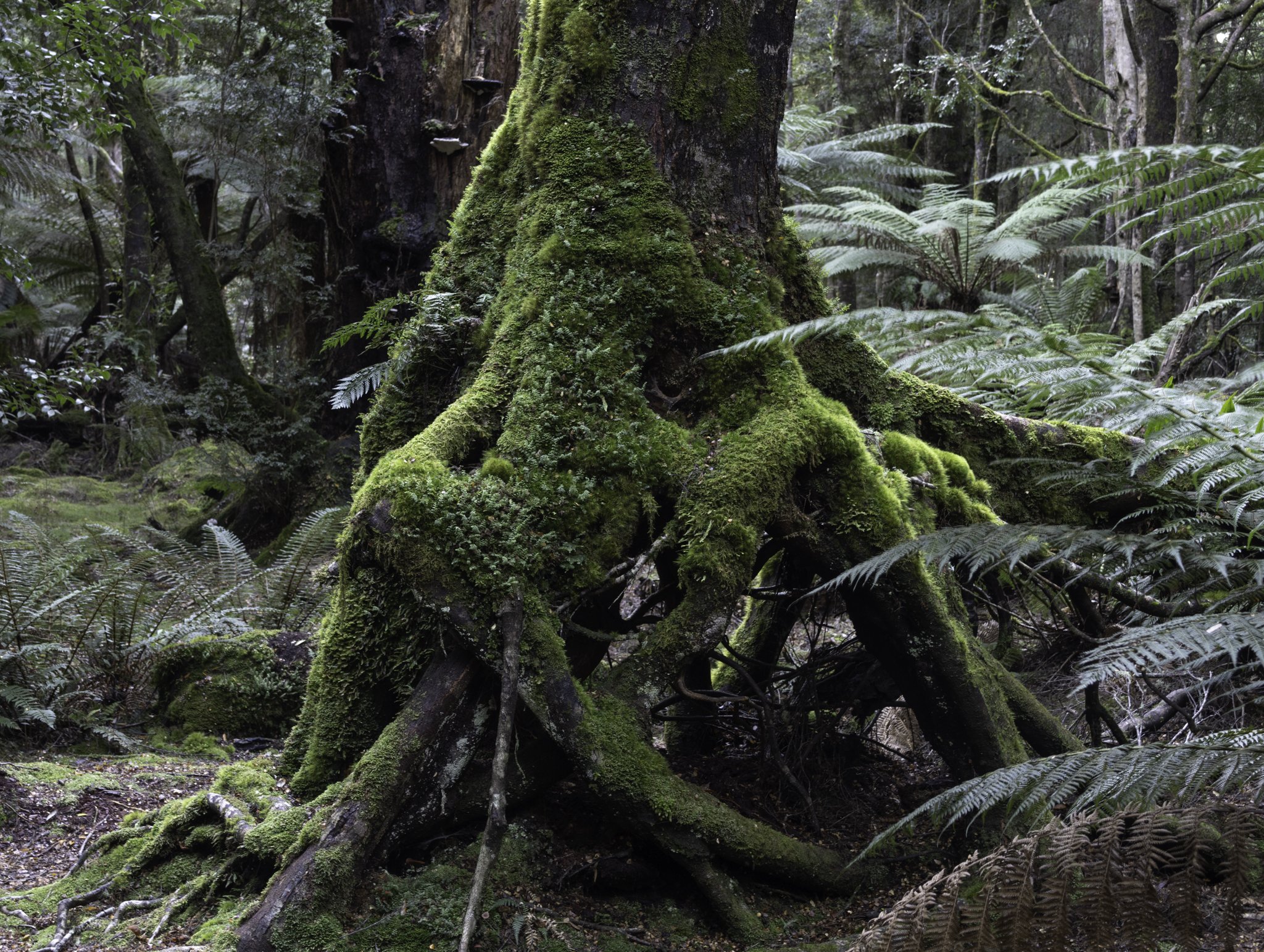 moss trunk.jpg
