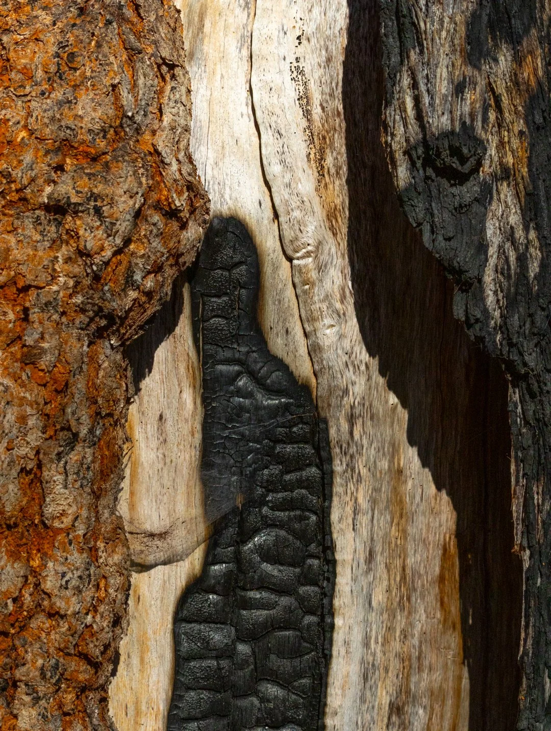 Bark_2026.jpg