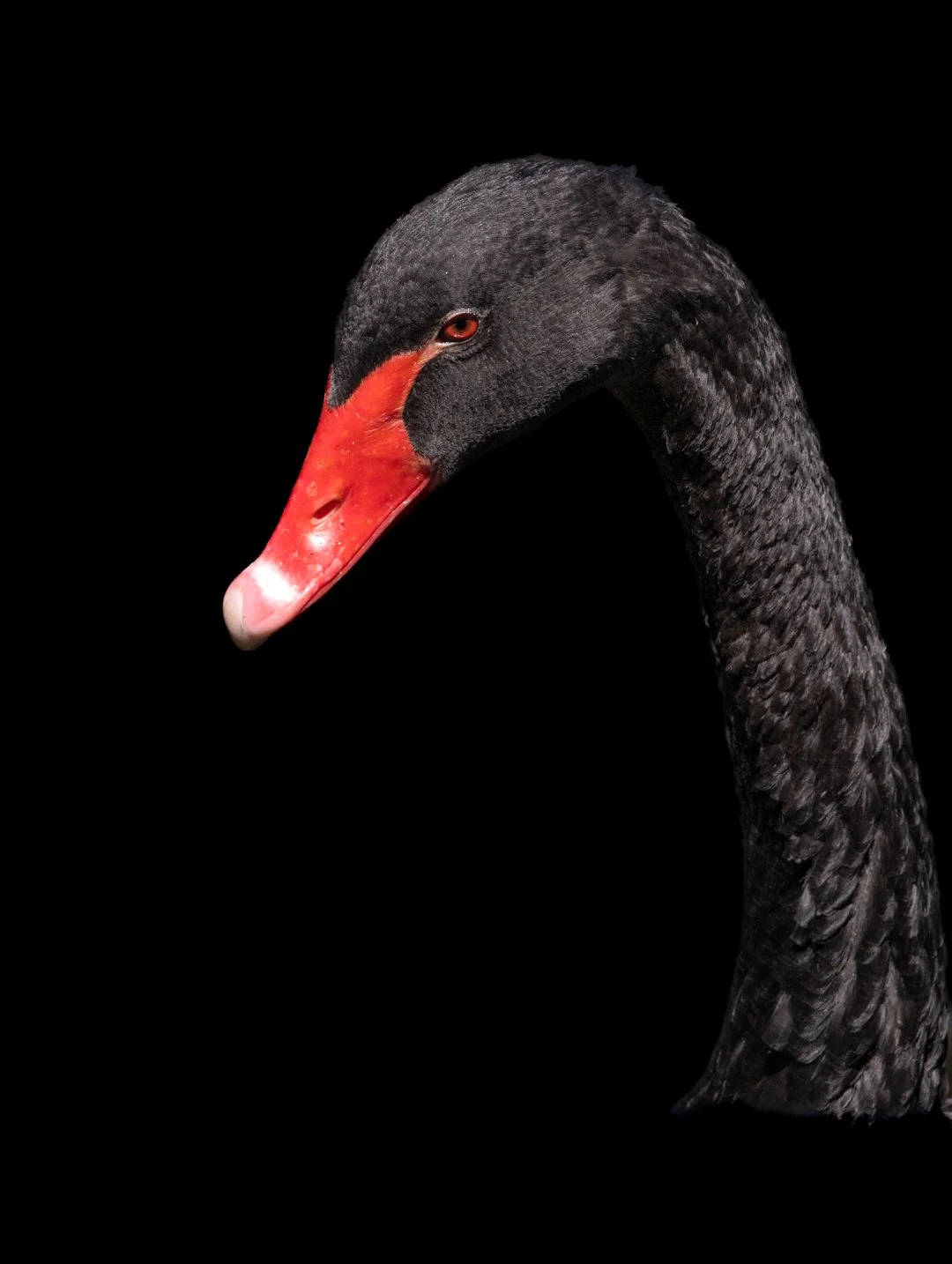 Black Swan portrait.jpg