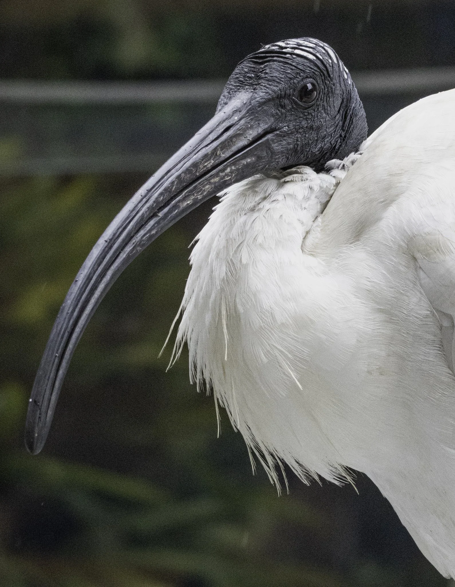 Ibis portrait.jpg