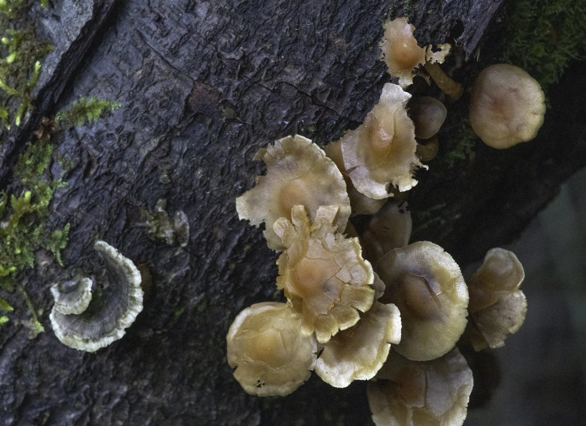 Fungi.jpg