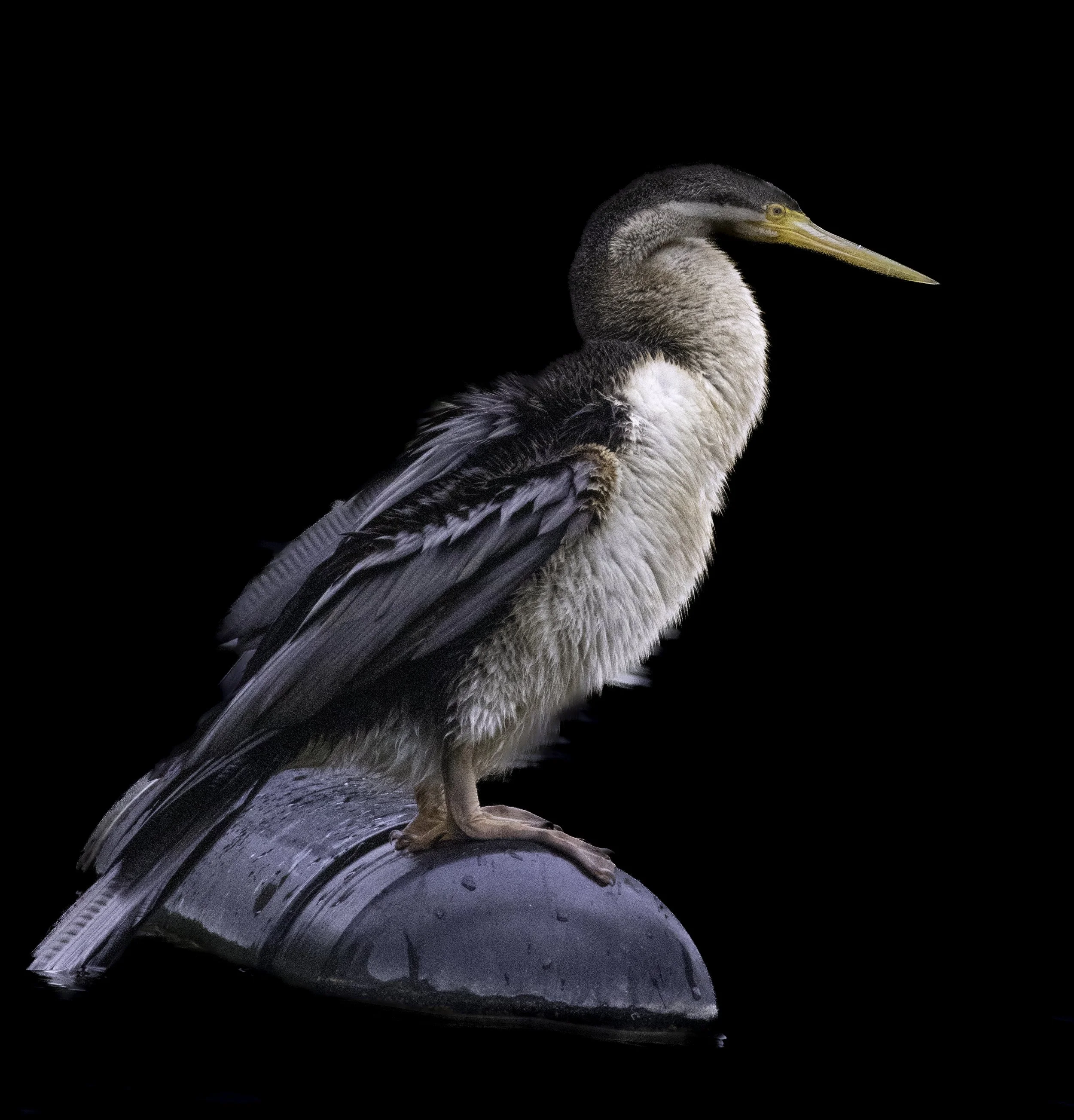 Heron Profile on black.jpg