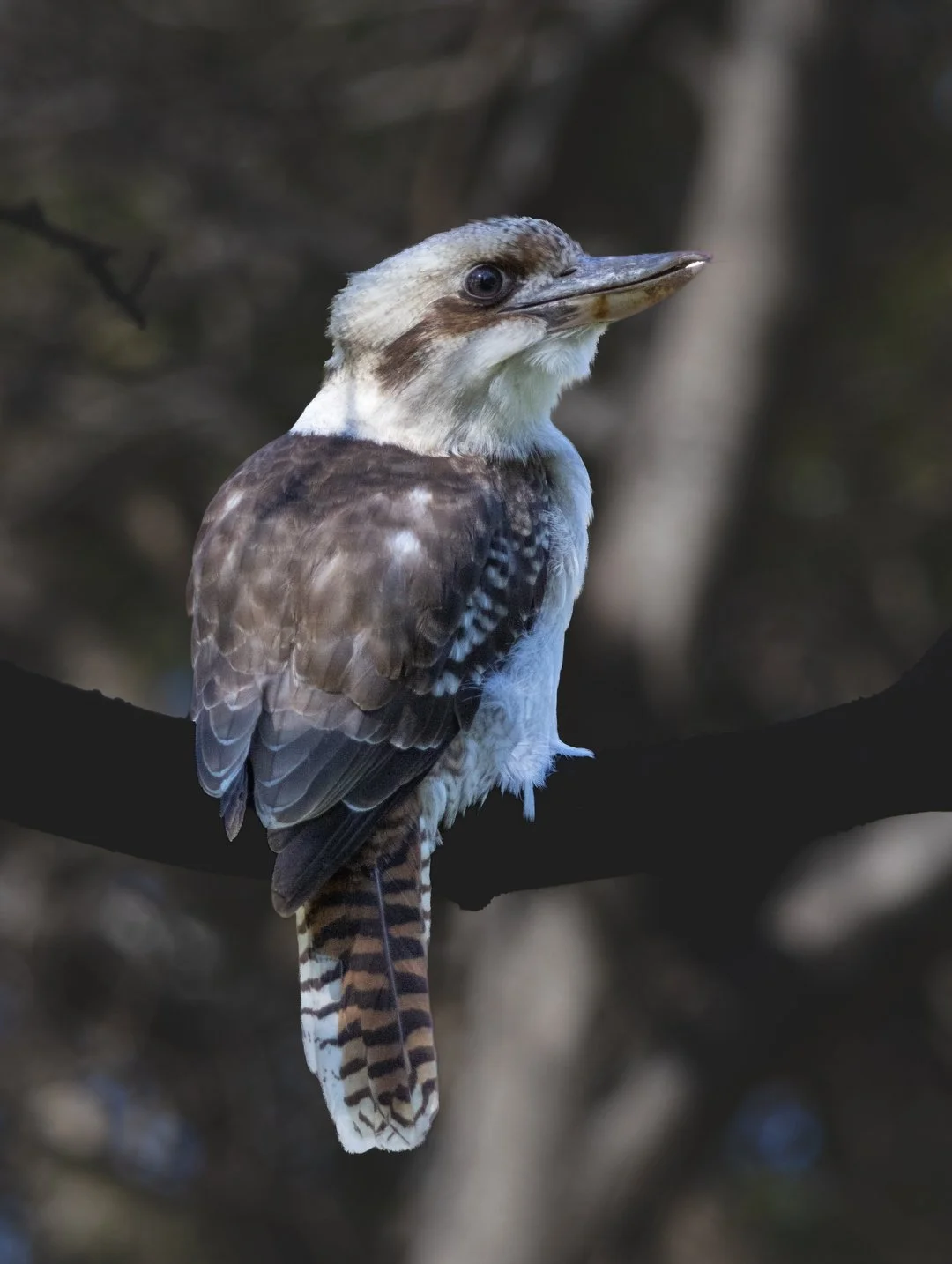 Kooka 4.jpg