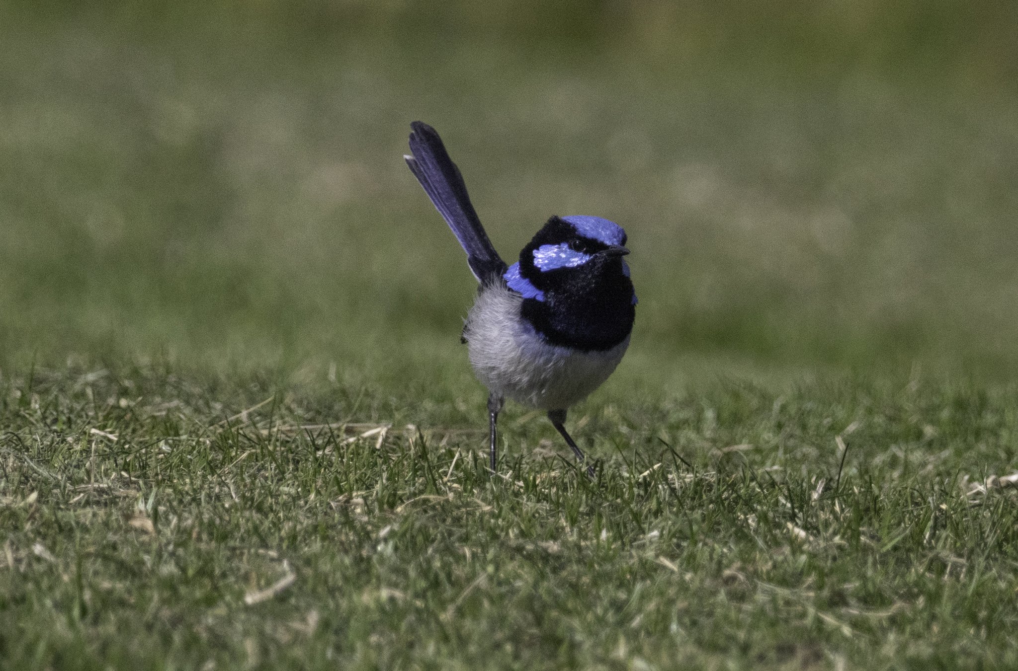 Blue Fairy Wren.jpg