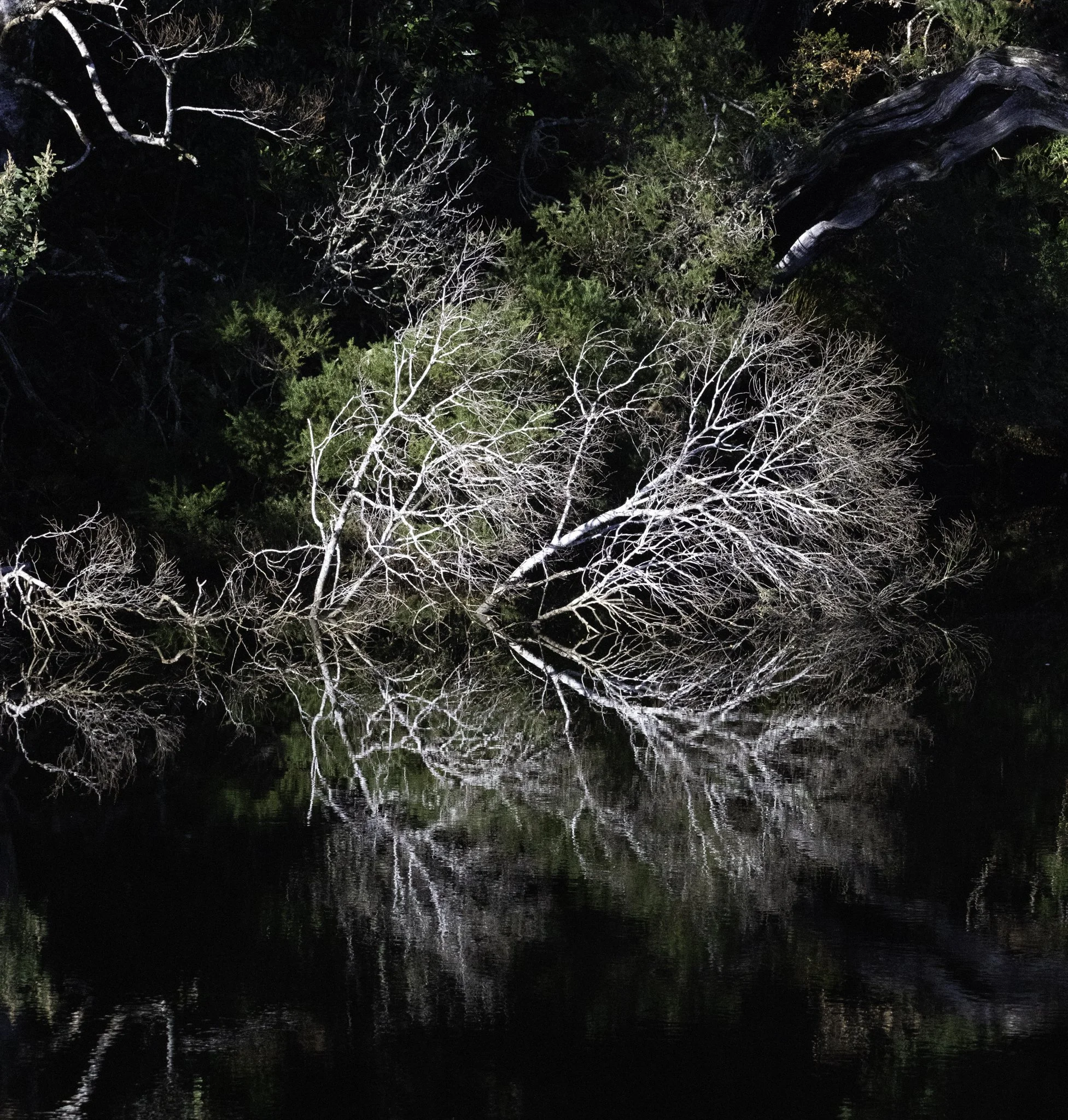 Pieman River 4.jpg