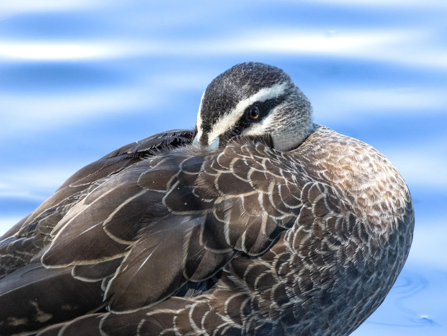 Pacific Black duck with blue backdrop.jpg