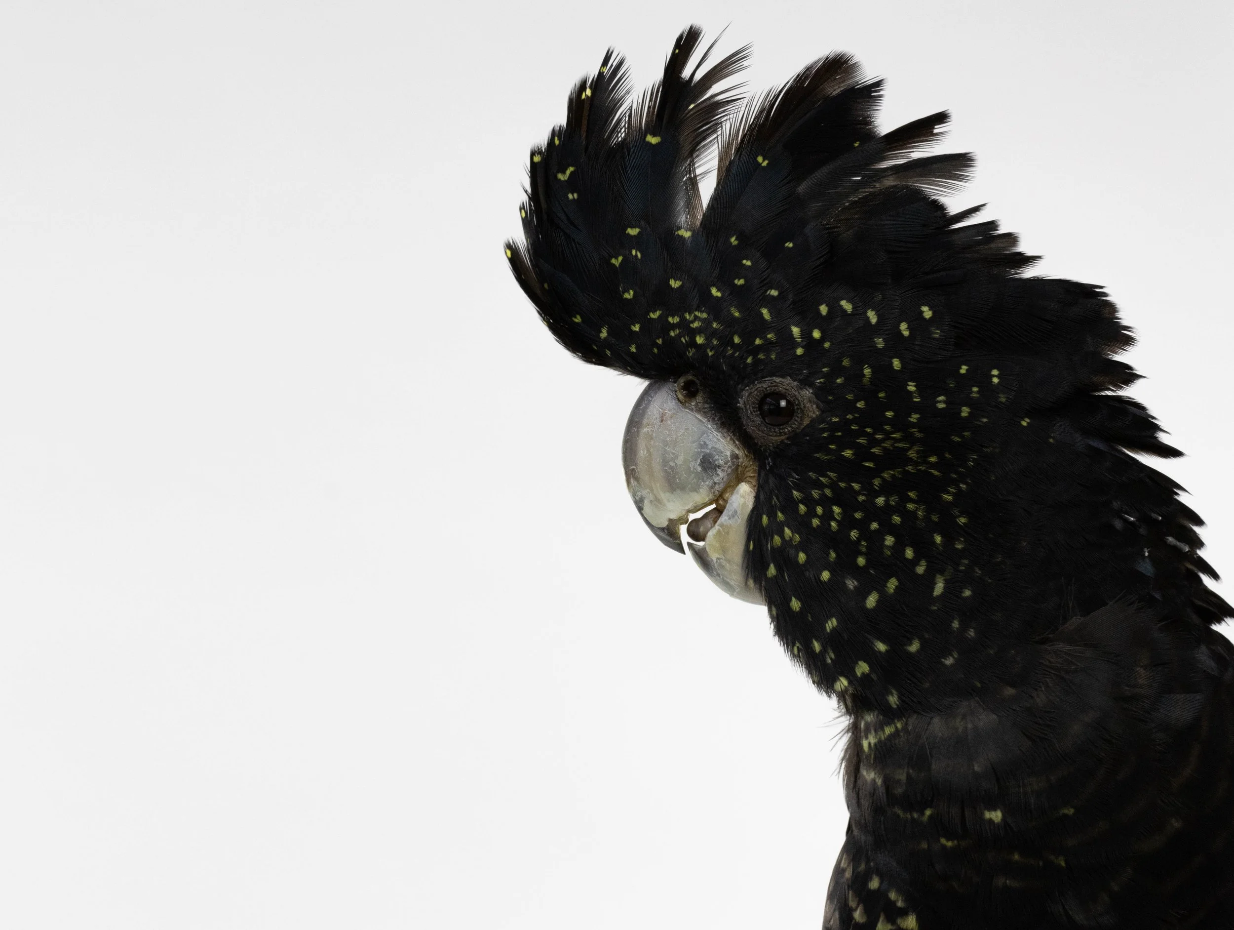 098A3081Black Cockatoo.jpg