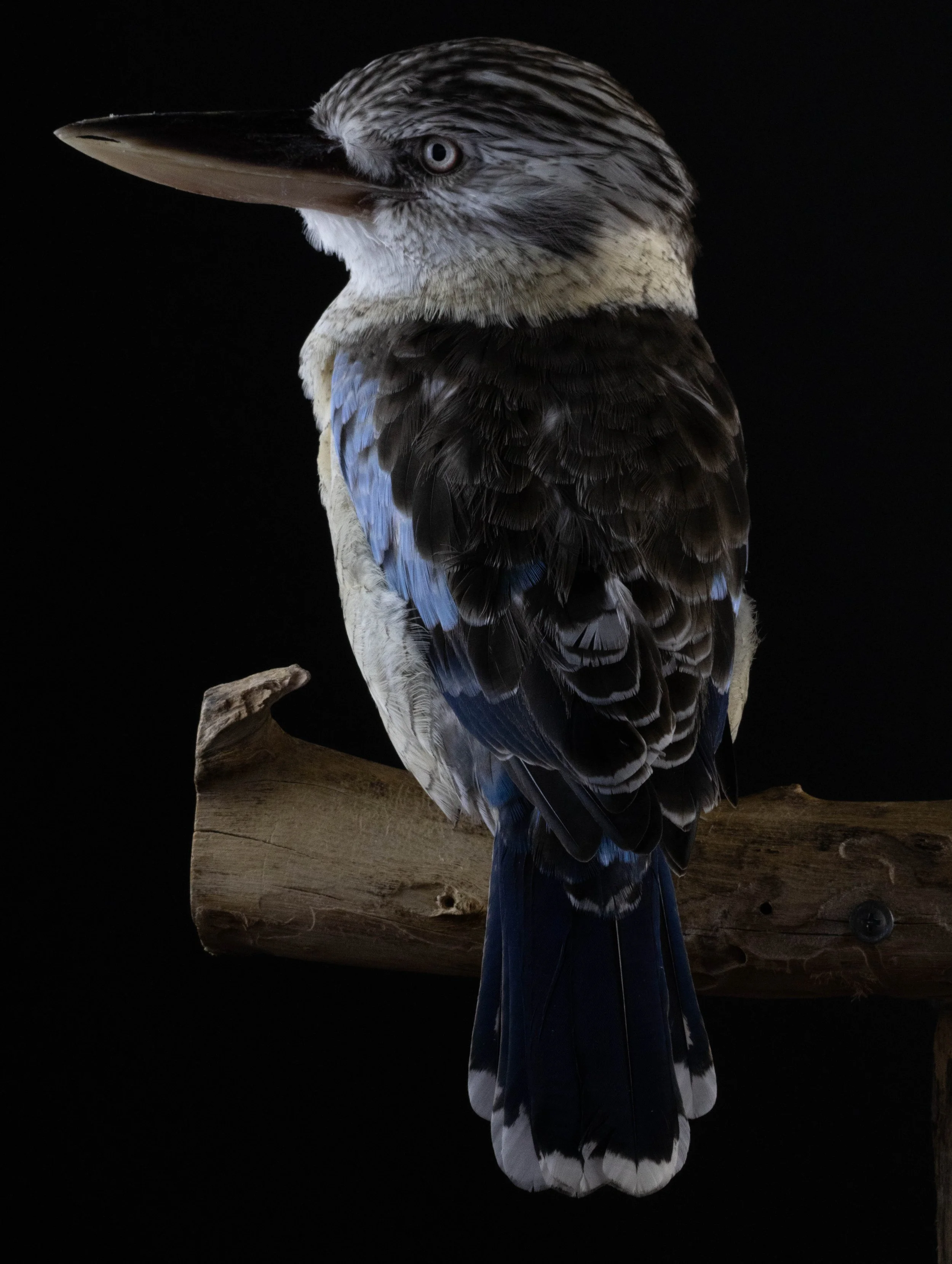 098A2976Blue Winged Kookaburra.jpg