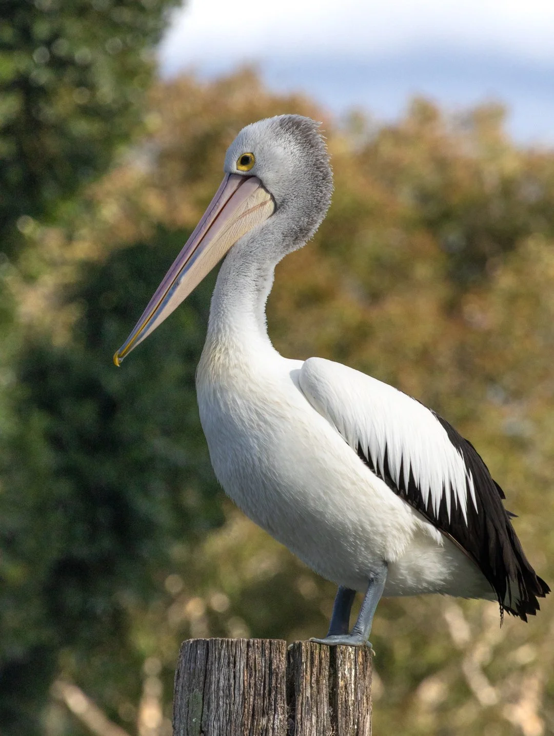 Pelican_2026.jpg