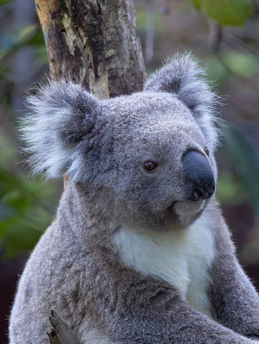Koala Portrait.jpg