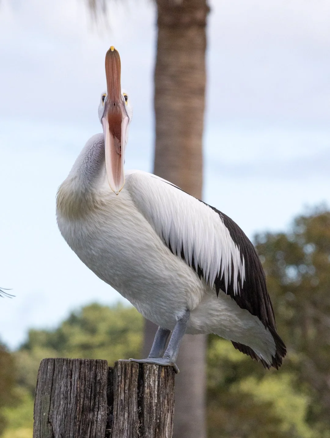 Pelican_2026_5_Katharine Rogers.jpg