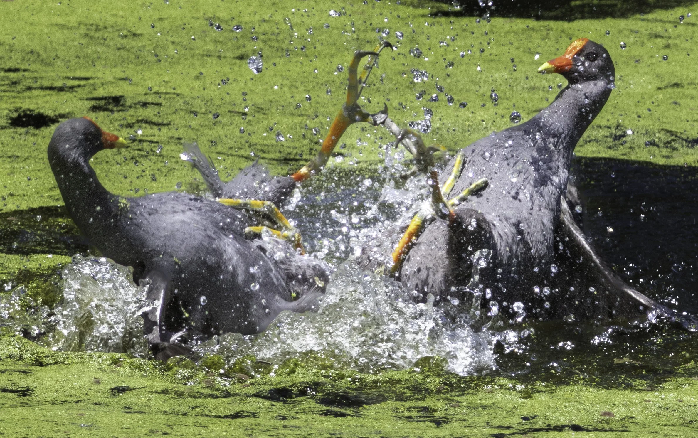 Moorehen Fight.jpg