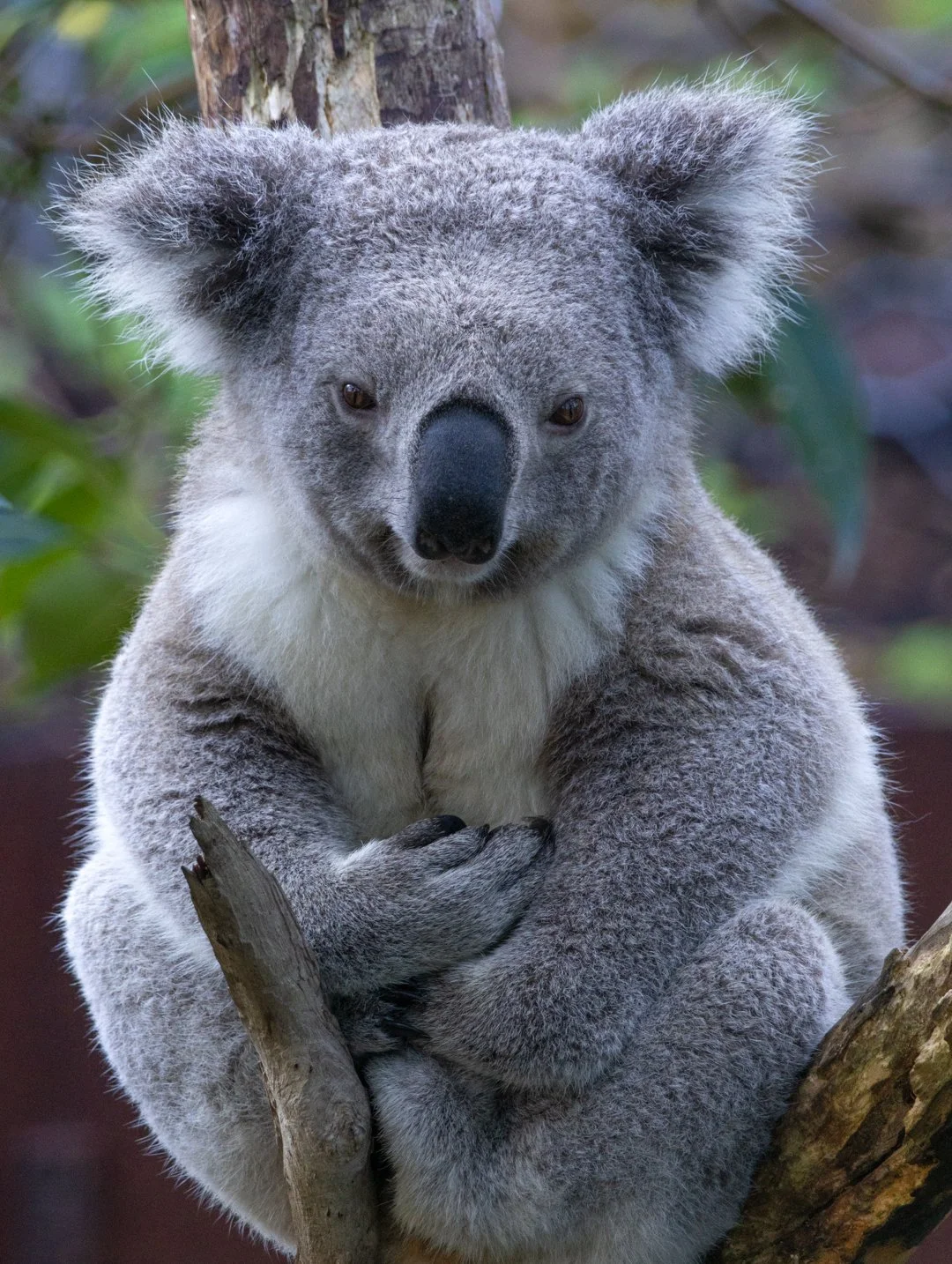 Koala_Wildlife Santuary.jpg