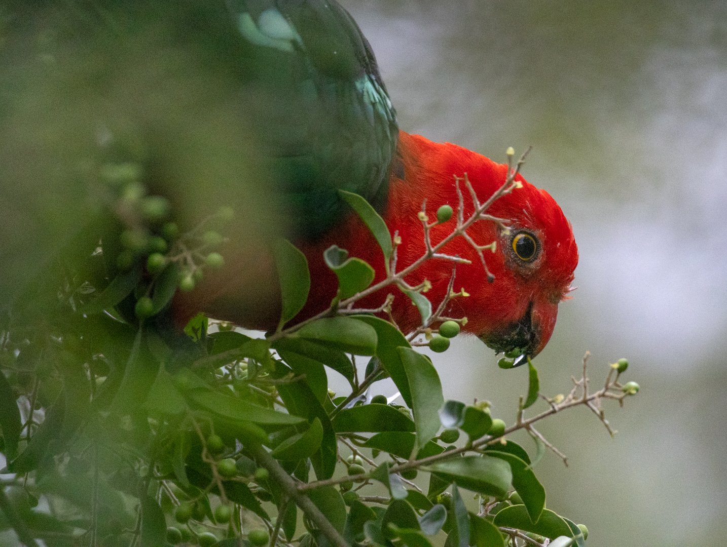 King Parrott feeding.jpg