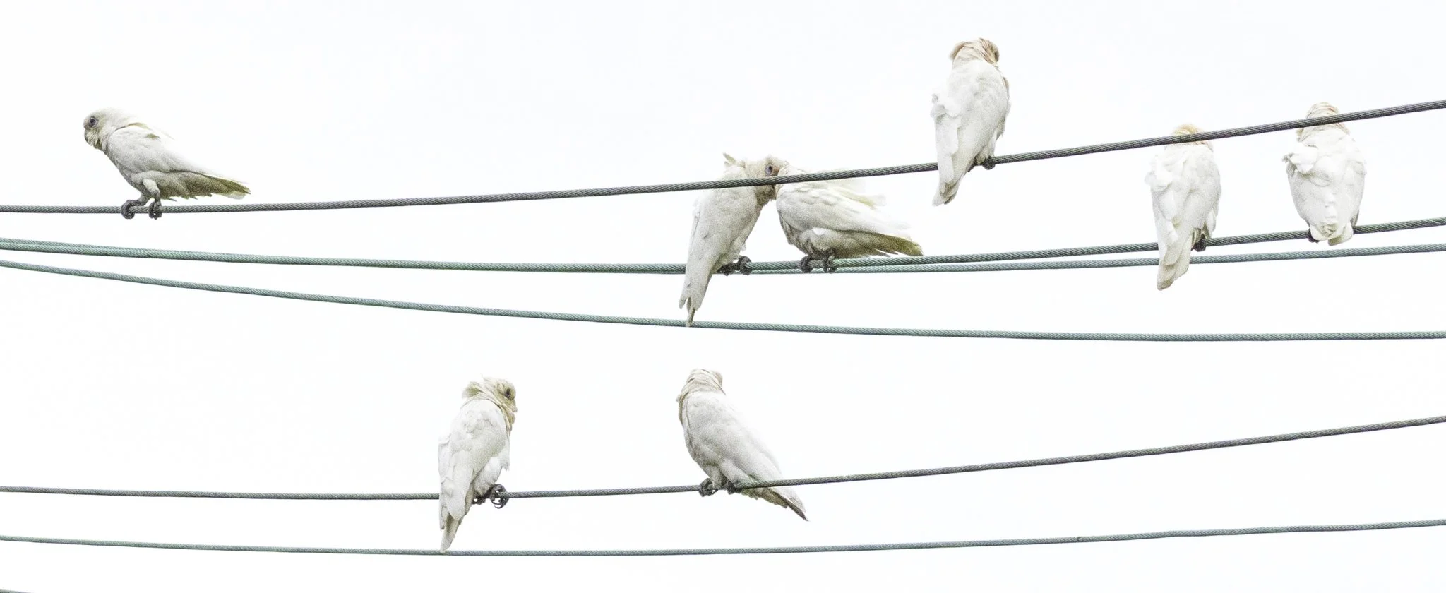 Corellas on a wire.jpg
