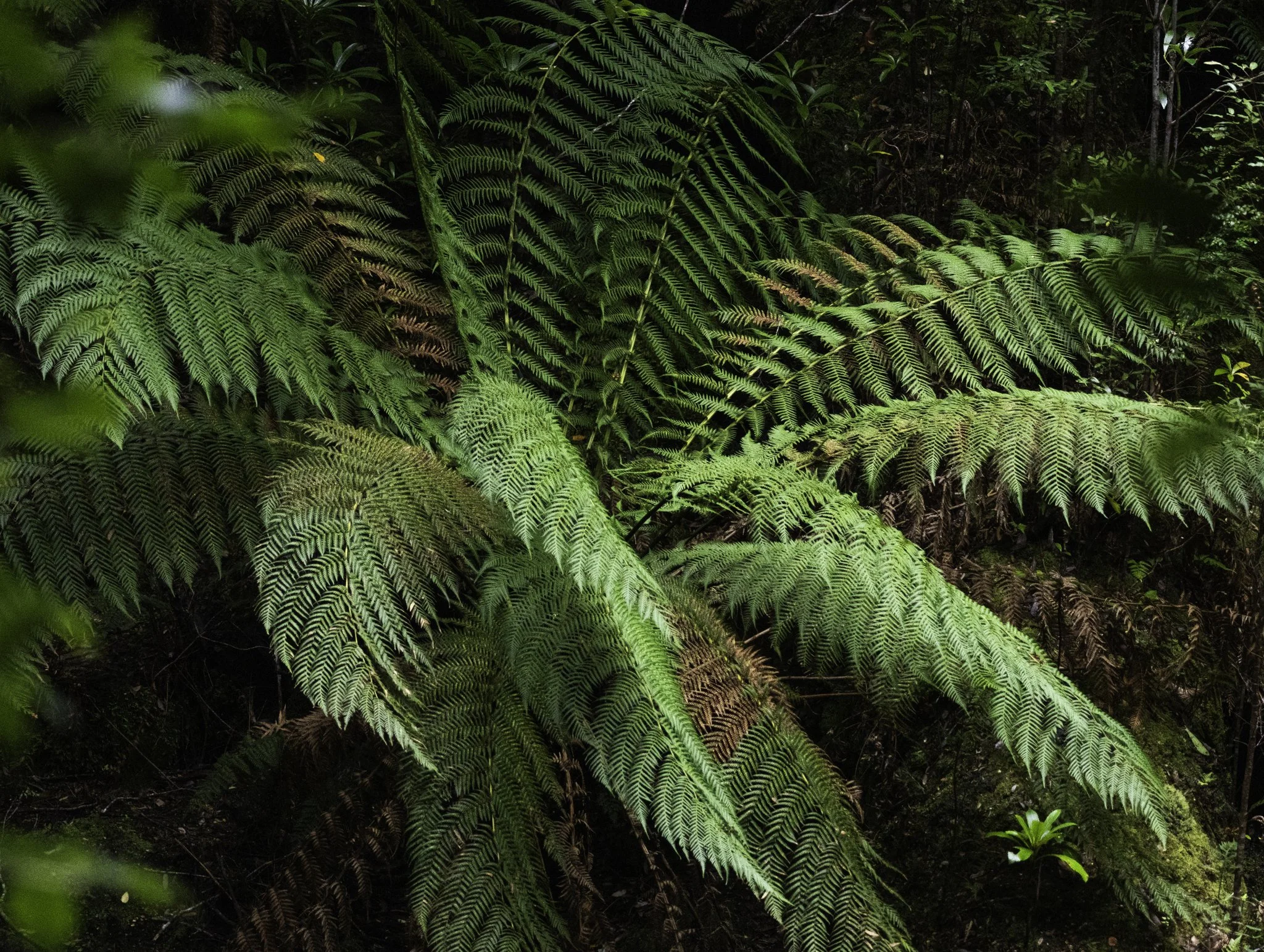 fern.jpg