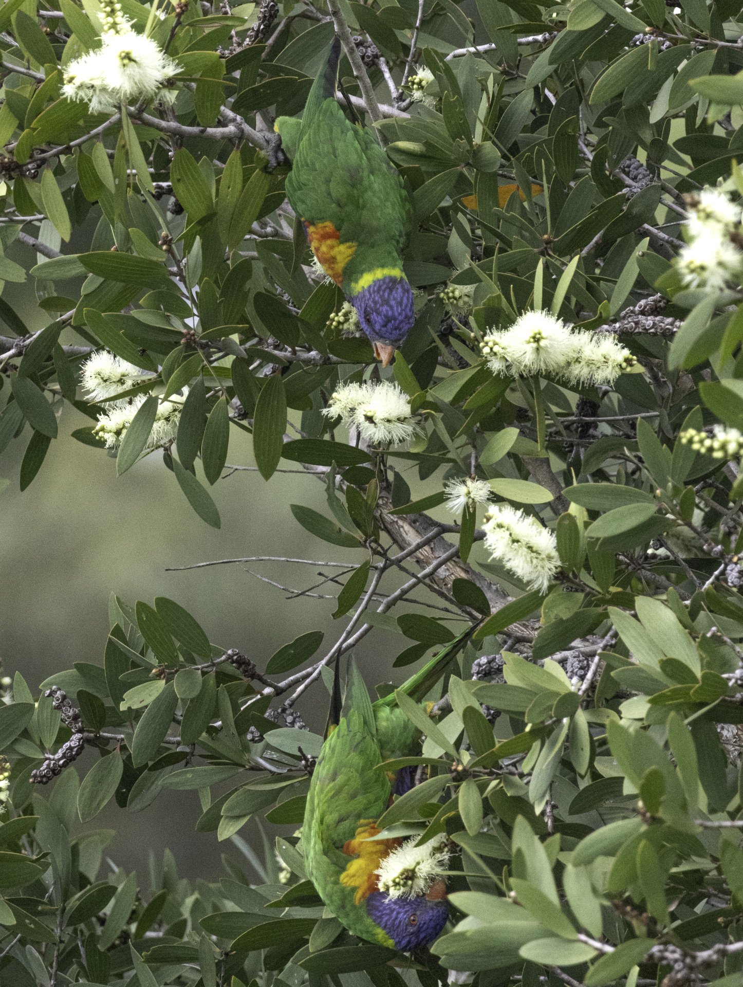 Lorikeets.jpg