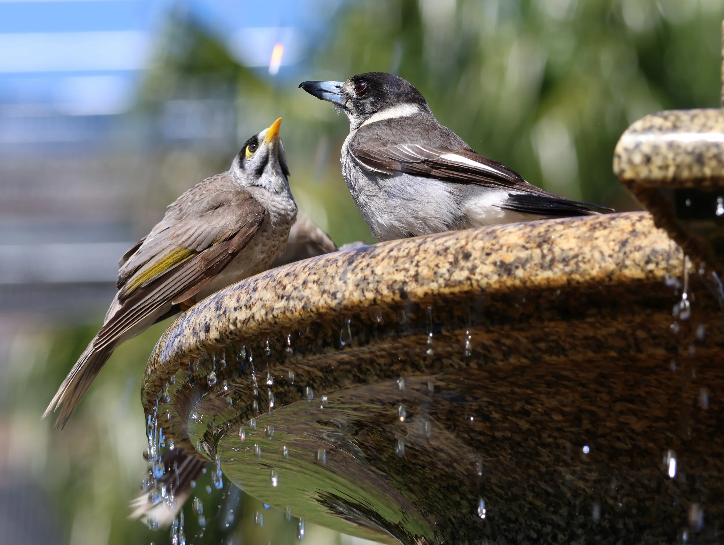 Sharing the fountain.jpg