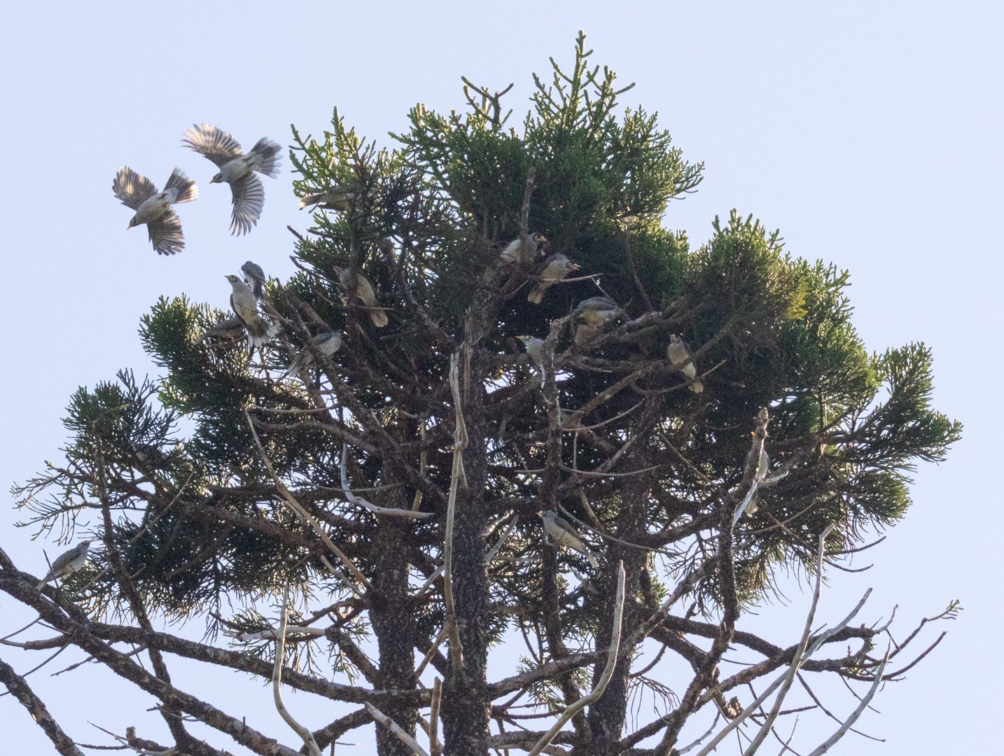 Tree of birds.jpg