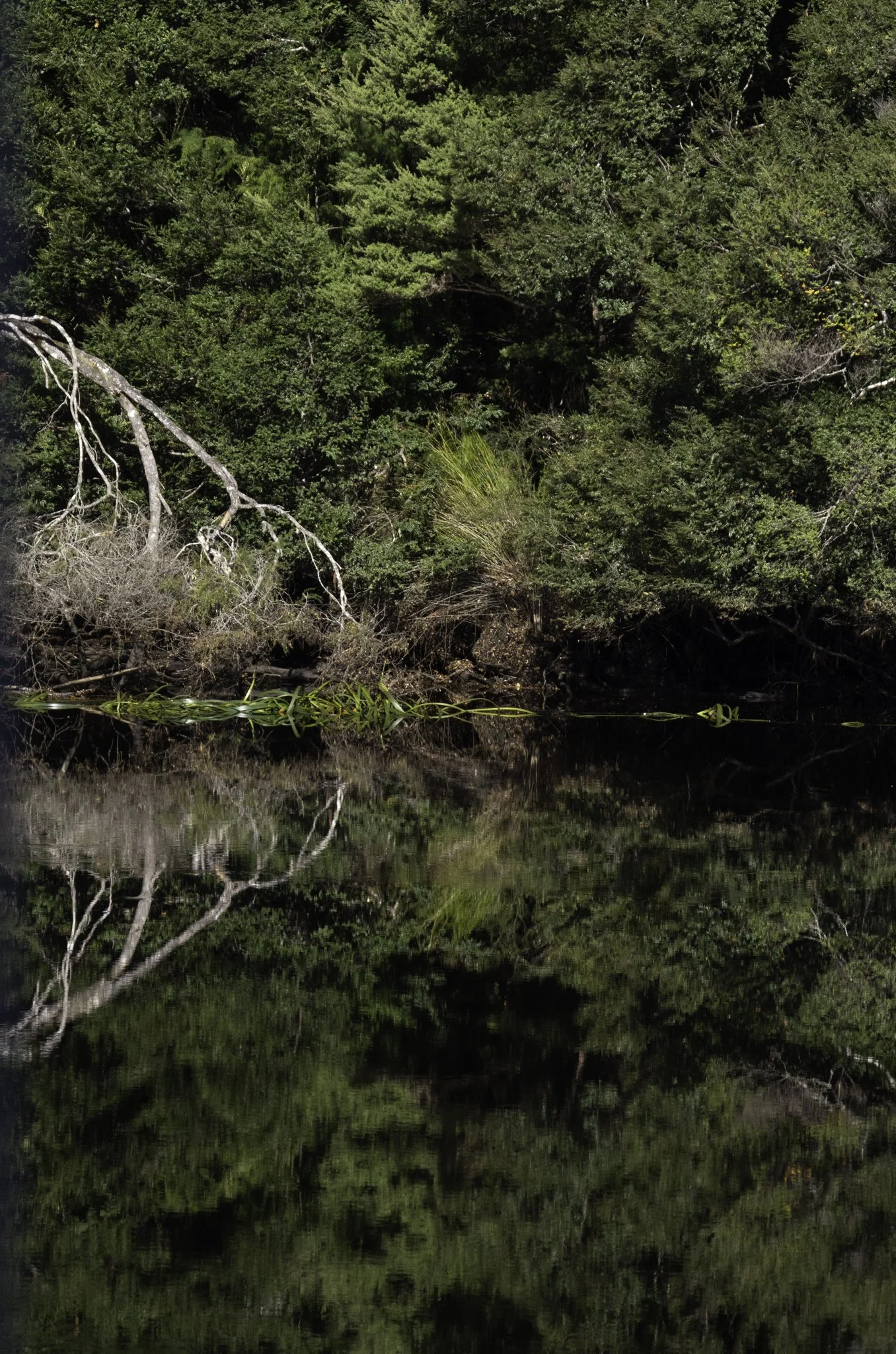 pieman river 3-2.jpg