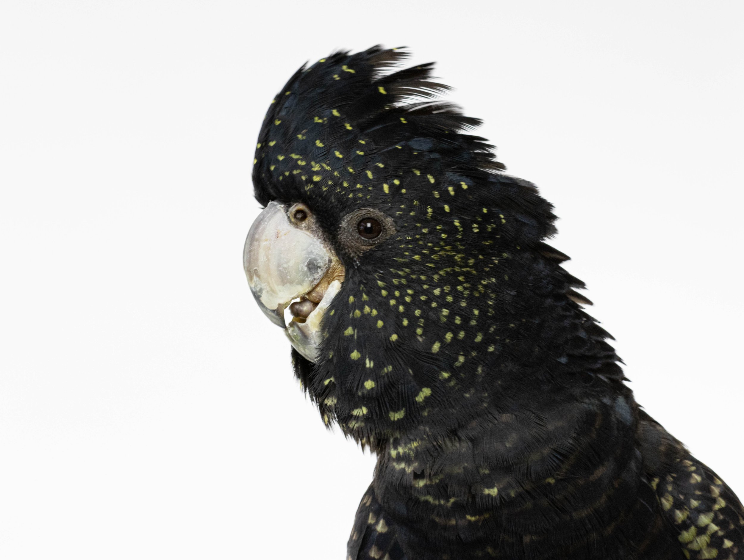 098A3096Black Cockatoo.jpg