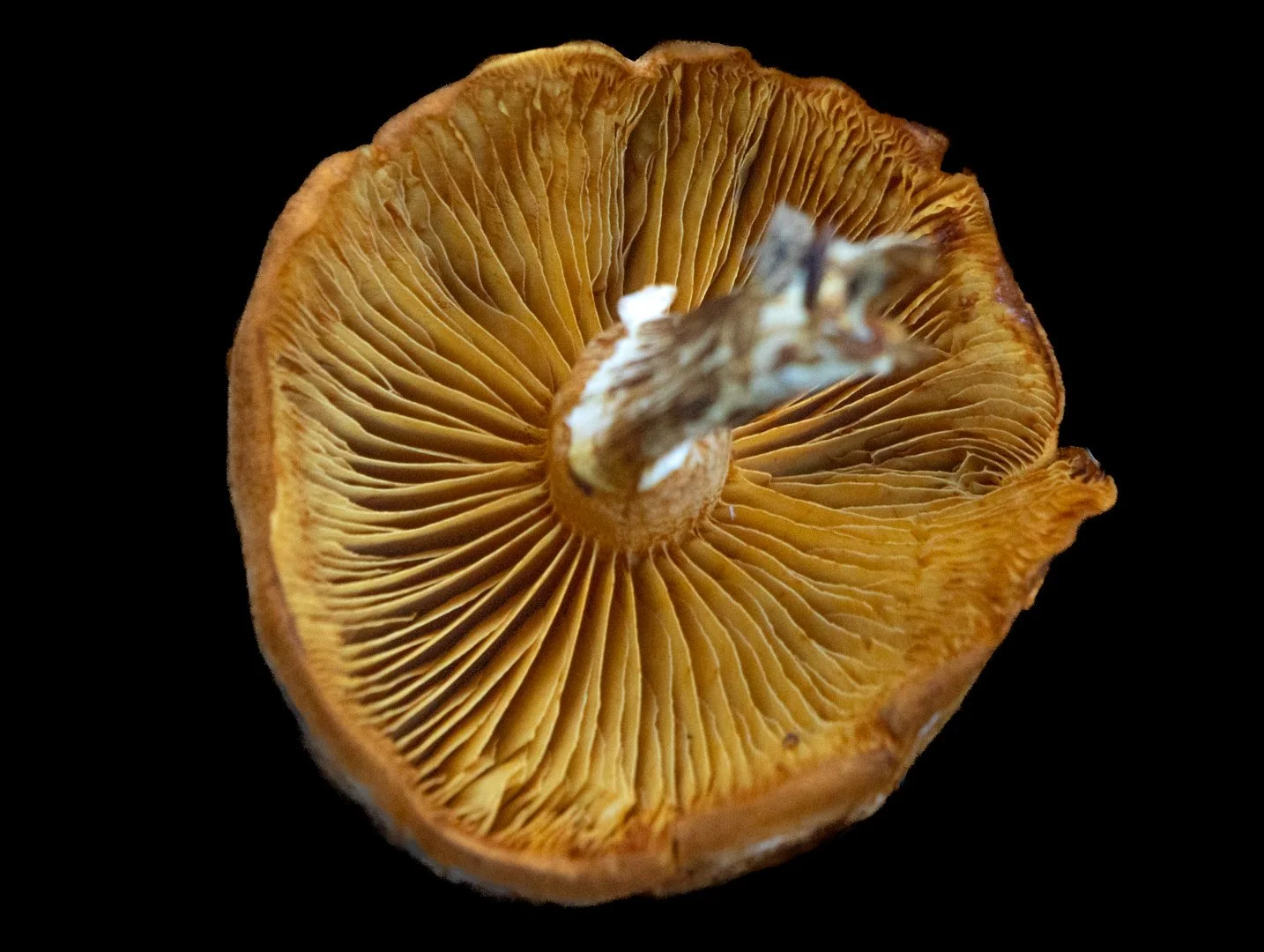 Yellow Fungi_Botanica_.jpg
