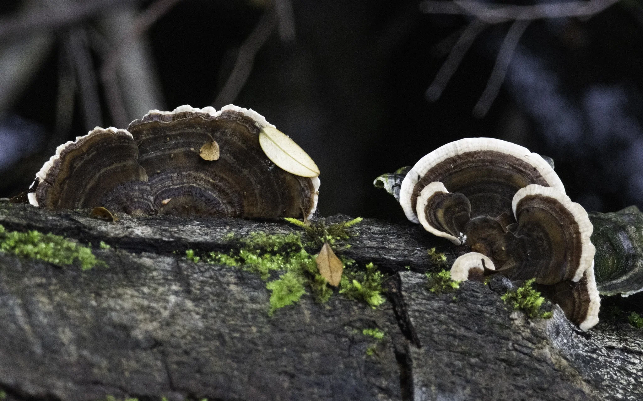 fungi-2.jpg