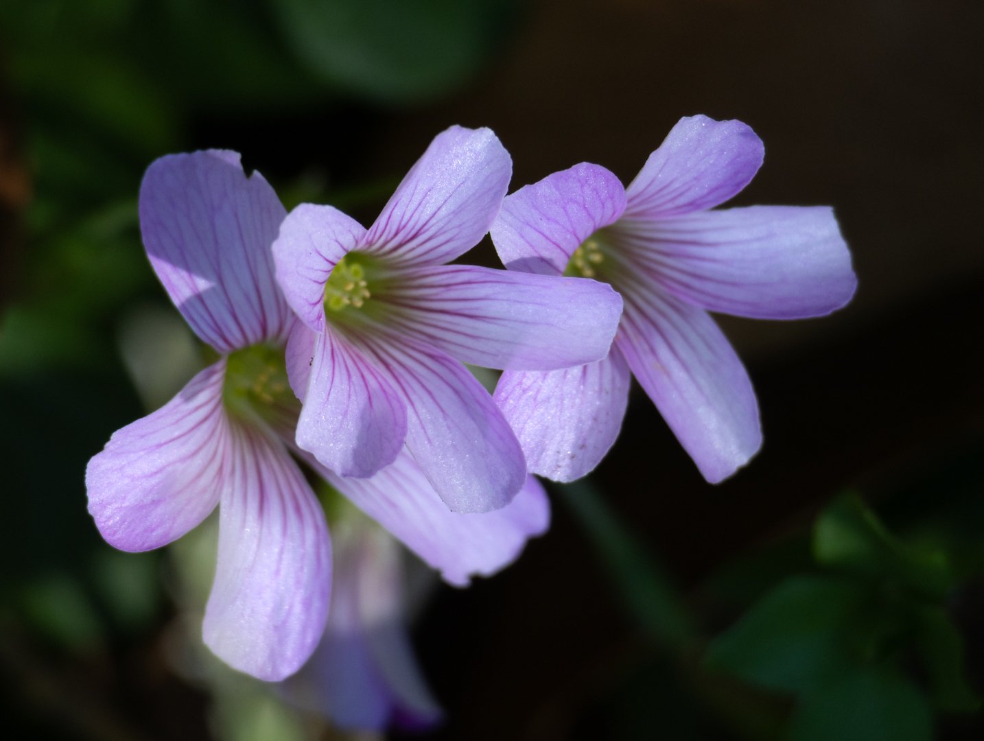 purple flowers.jpg