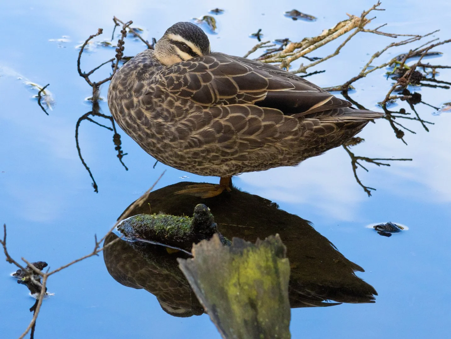 Pacific Black Duck.jpg
