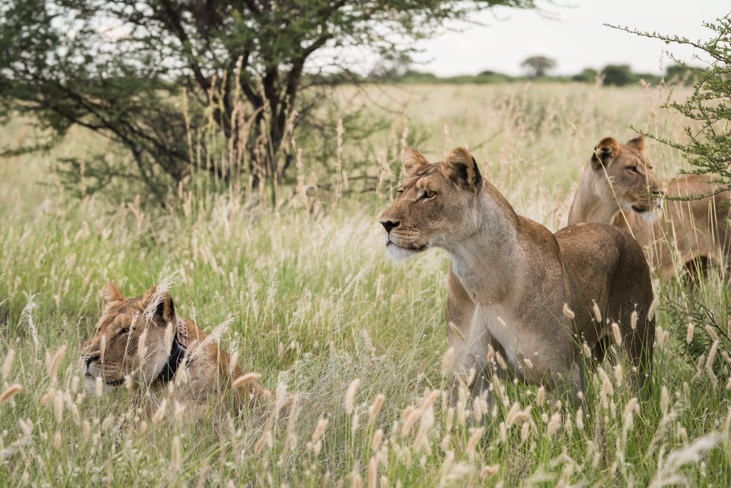 Comrades Marathon and Cape Town Marathon Safaris.jpeg