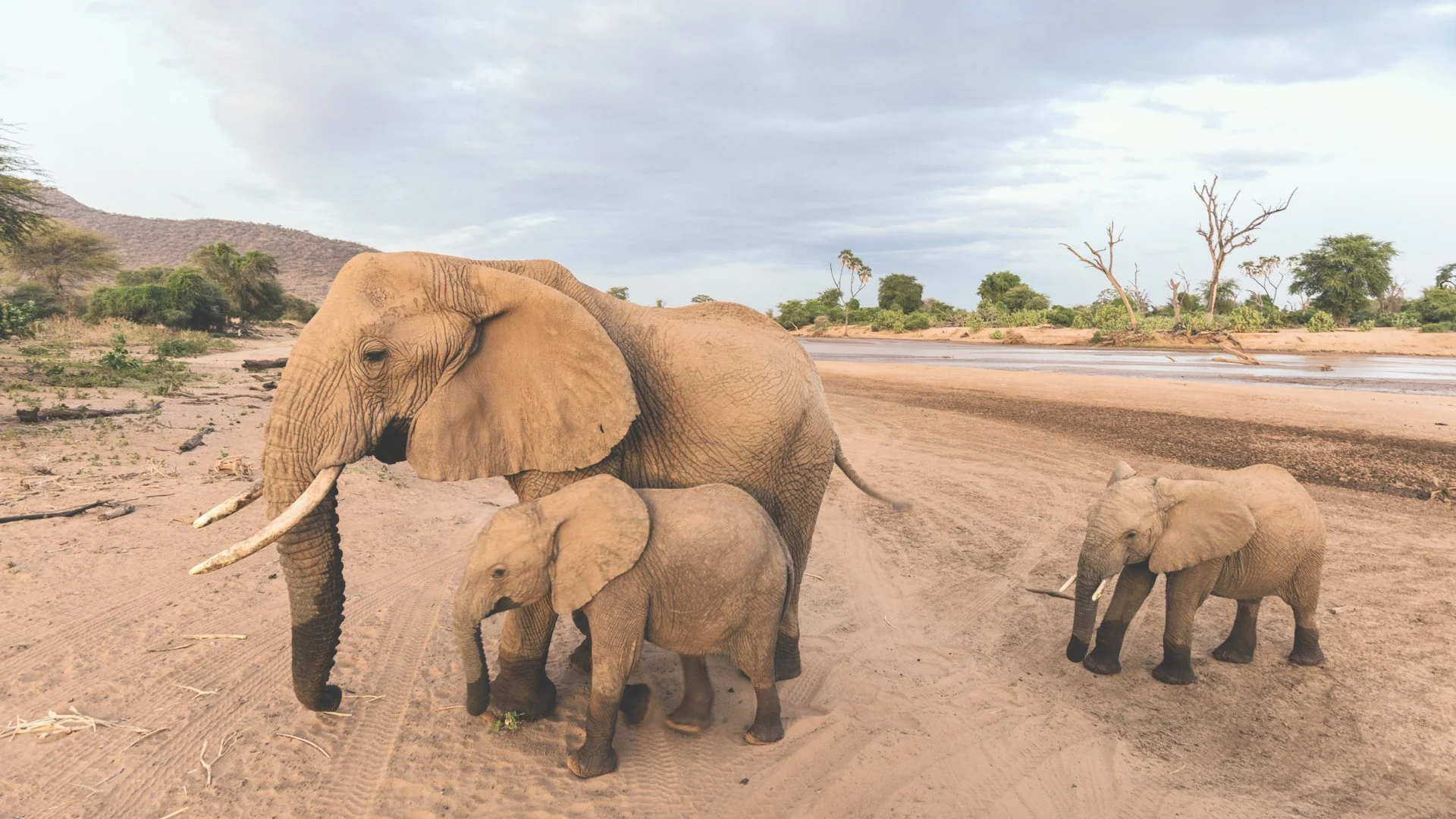 Elephants with calves beside a sandy riverbed