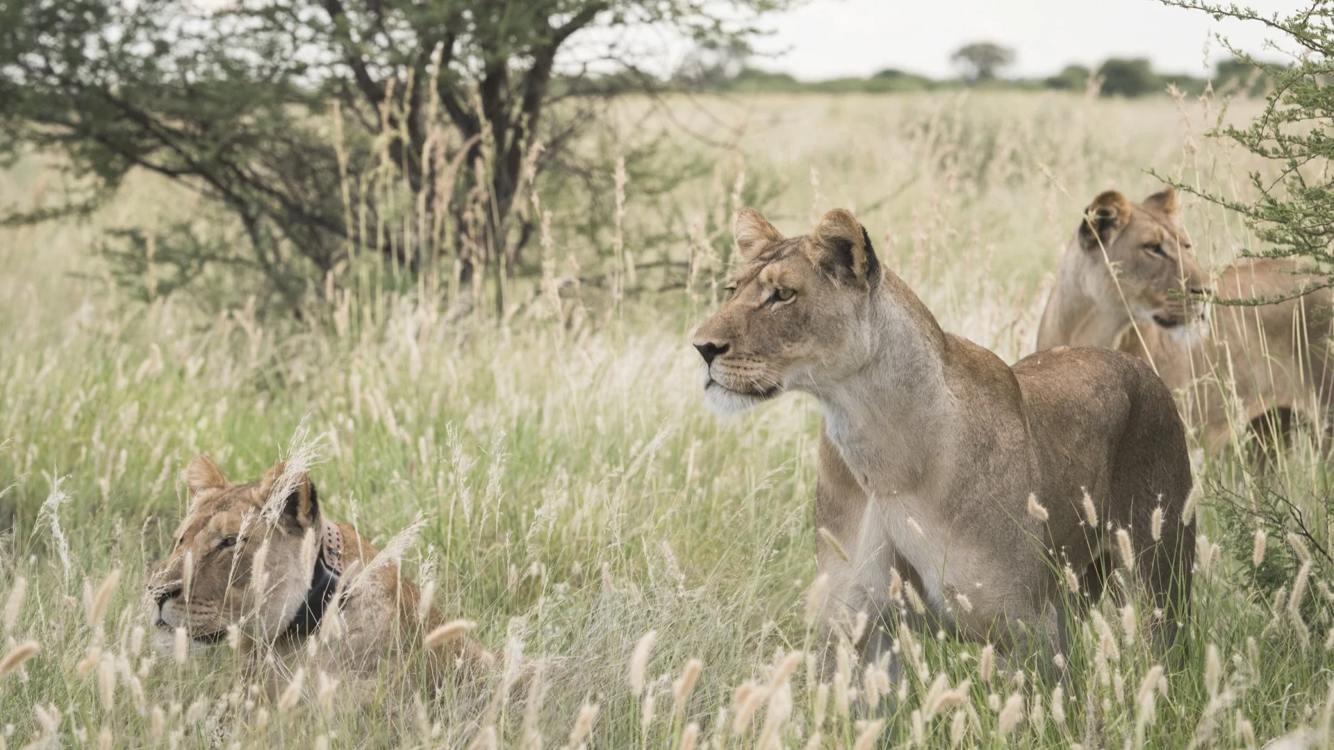 Lionesses resting in grass beneath an acacia tree