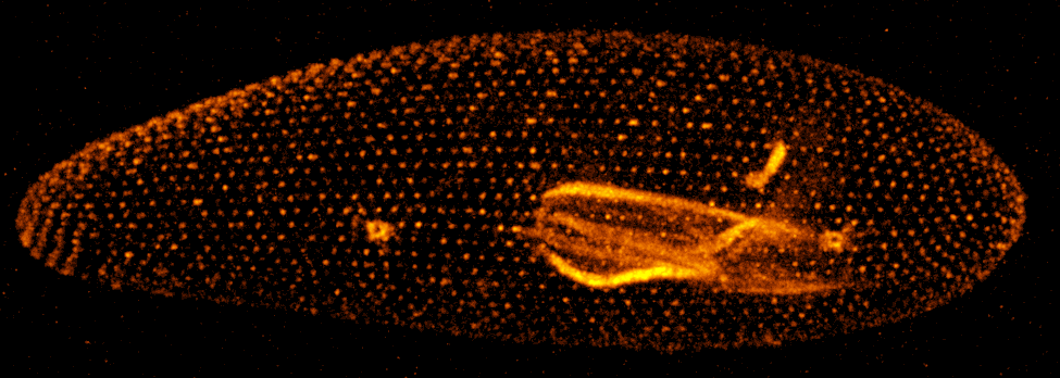 New probe from Spirochrome: CenSpark650, the first centriole and cilia selective probe