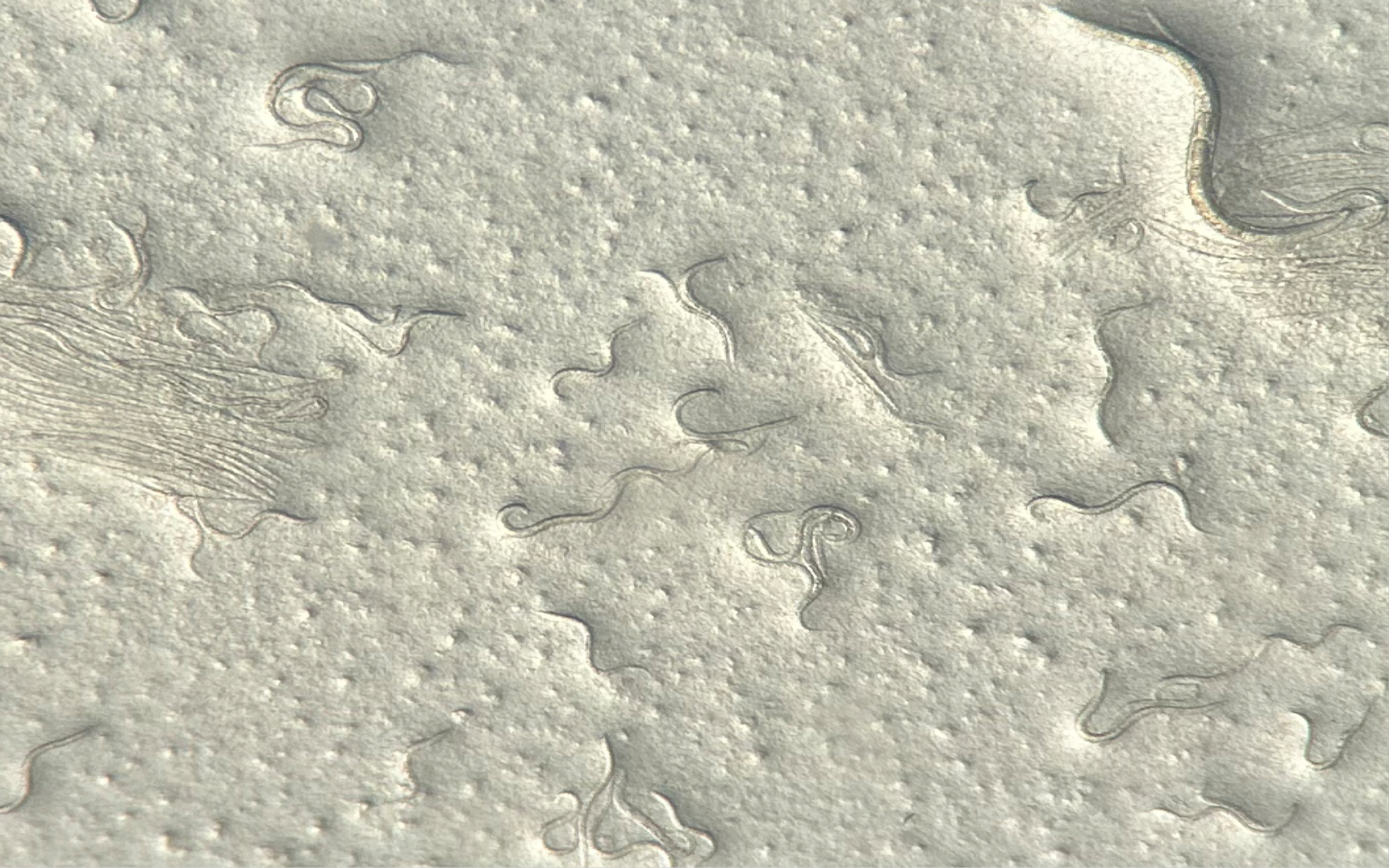 caenorhabditis elegans.png