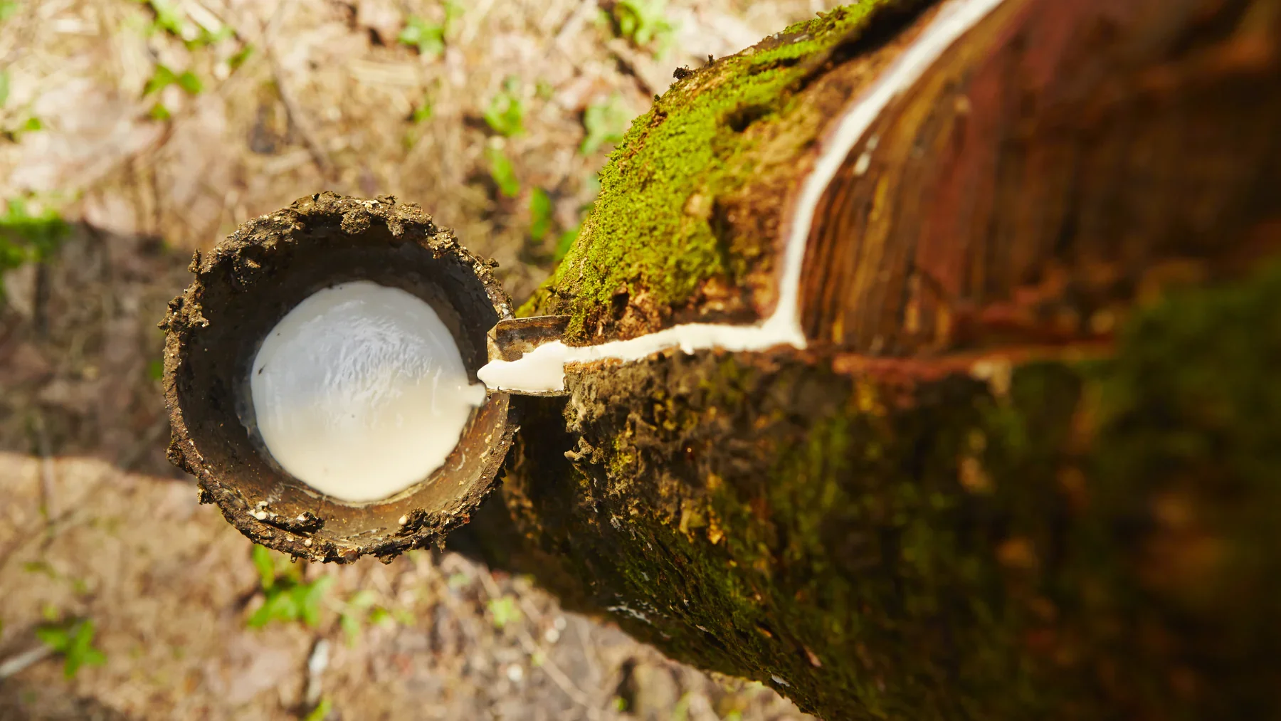 sustainable-natural-rubber.jpg.webp