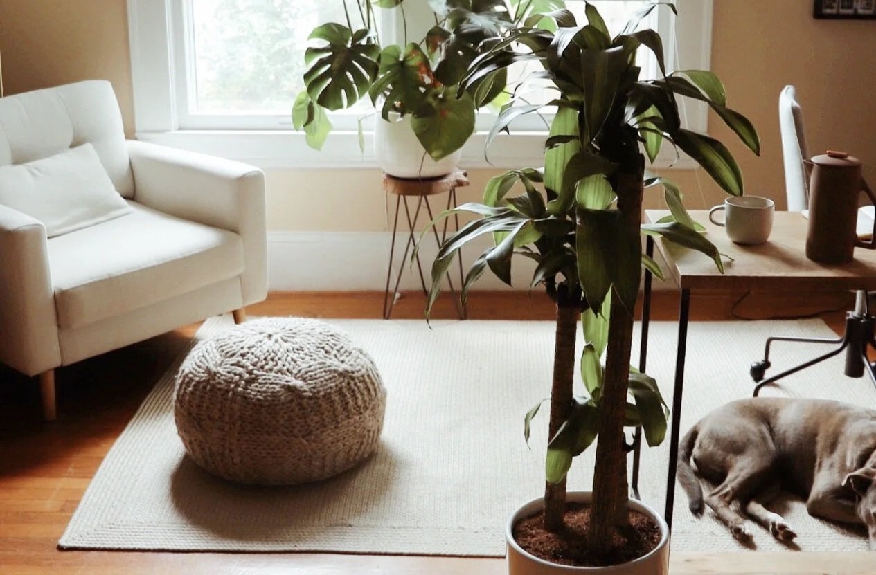 On Dogs, Connections, and Living in Ardmore